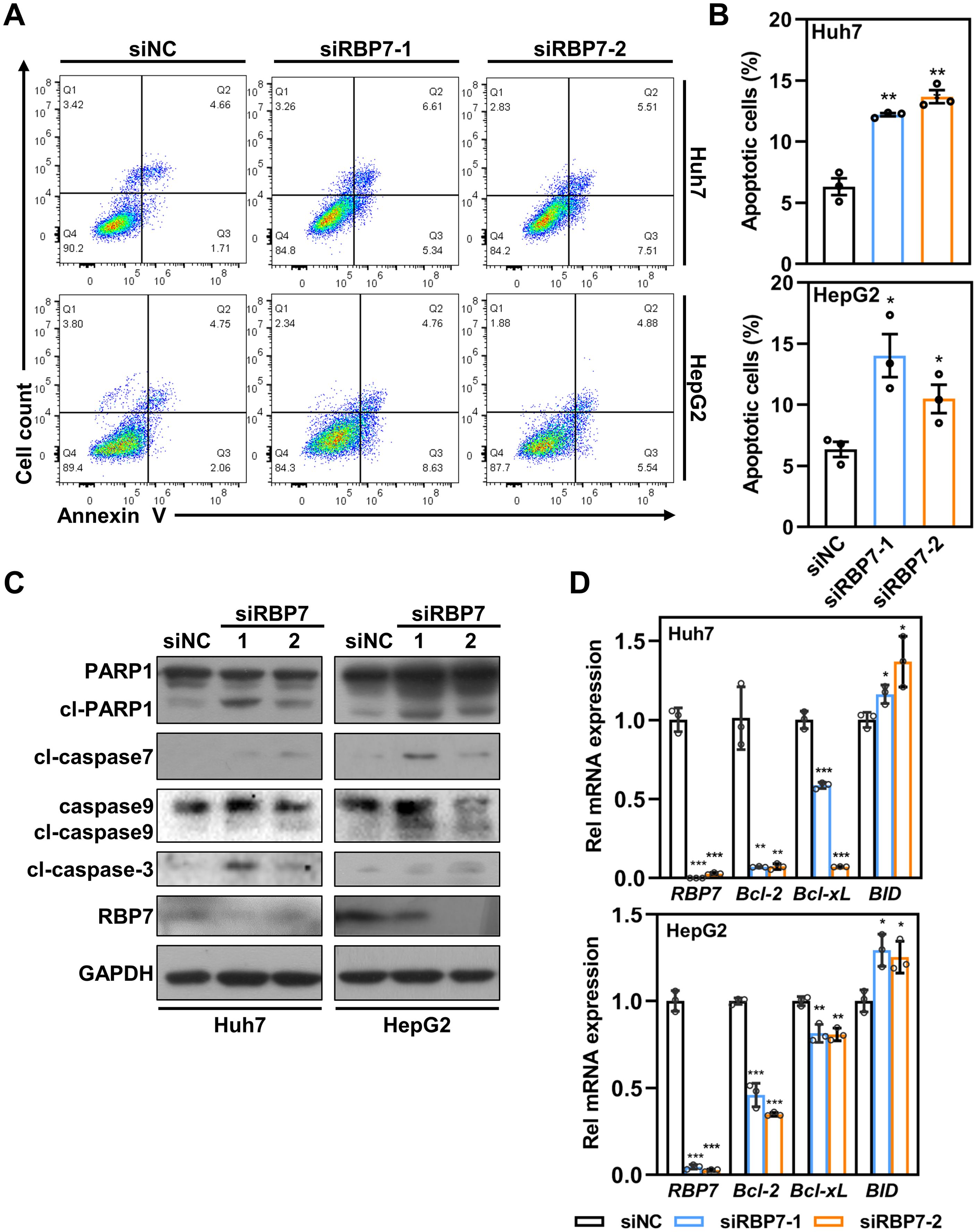Graphs and blots illustrating the effect of siRBP7 on apoptosis and gene expression in Huh7 and HepG2 cells. Panel A shows flow cytometry dot plots for Annexin V staining. Panel B presents bar graphs of apoptotic cell percentages with siNC, siRBP7-1, and siRBP7-2. Panel C depicts Western blots for apoptosis-related proteins like PARP1, caspases, and RBP7. Panel D shows relative mRNA expression levels of RBP7, Bcl-2, Bcl-xL, and BID through bar graphs for both cell lines. Each panel highlights the impact of siRBP7 treatments compared to controls.