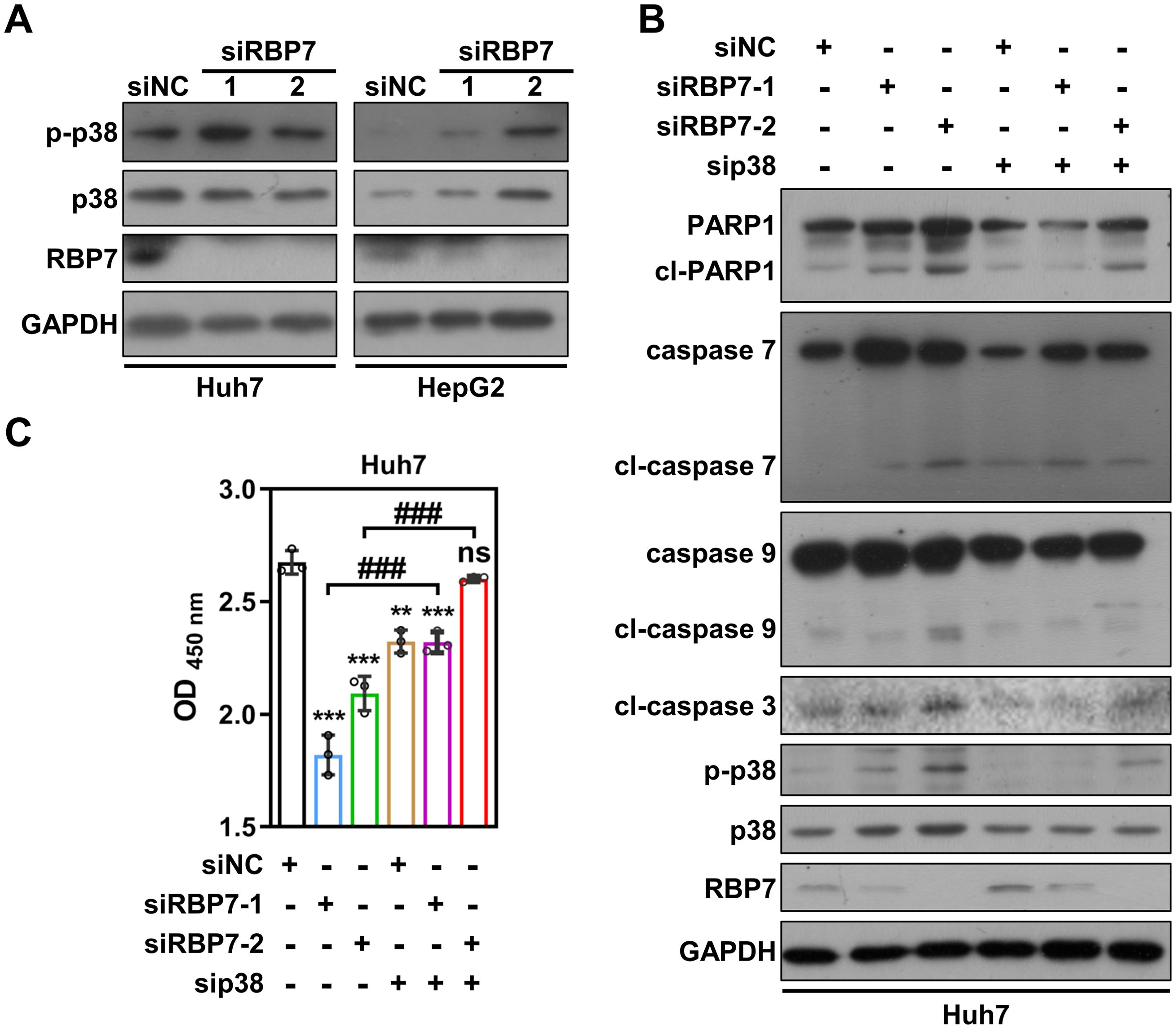 Western blot analysis and bar graph displaying protein expression in Huh7 and HepG2 cells. Panel A shows expression of p-p38, p38, RBP7, and GAPDH under different conditions. Panel B displays expression of PARP1, cl-PARP1, caspase 7, cl-caspase 7, caspase 9, cl-caspase 9, cl-caspase 3, p-p38, p38, RBP7, and GAPDH in Huh7 cells with various siRNA treatments. Panel C is a bar graph of OD at 450 nm, highlighting differences in optical density across treatments with significance indicated by asterisks and hash marks.