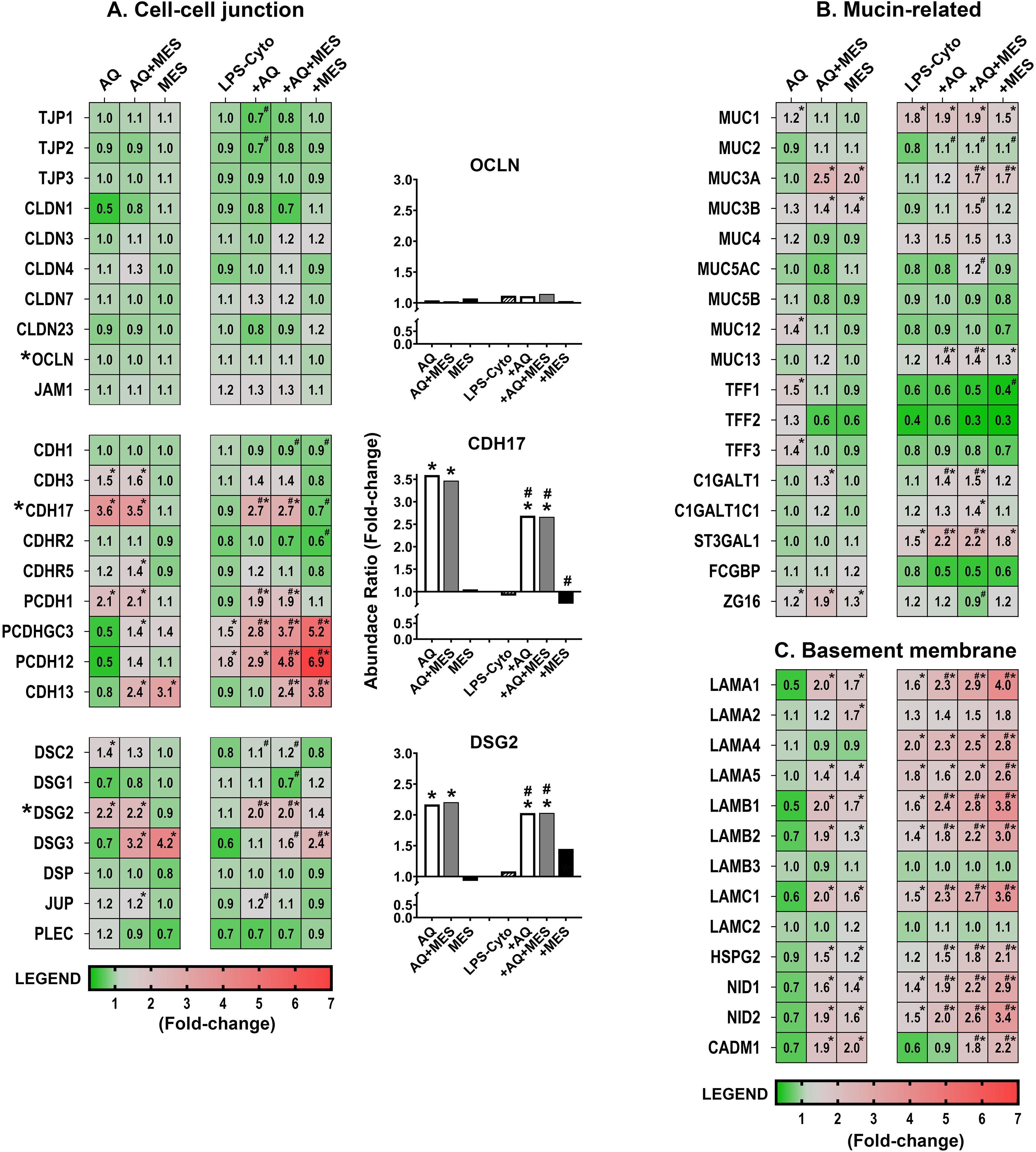 Heat map and bar graphs depicting fold changes and abundance ratios of proteins related to cell-cell junctions, mucins, and basement membrane under different conditions (Aquamin, Mesalamine, and AQ+Mesalamine treatments with and without LPS-Cytokines). Green indicates lower expression, red indicates higher expression. Bar graphs for OCLN, CDH17, and DSG2 show variations in abundance ratios across conditions. A legend shows the color scale for fold changes.