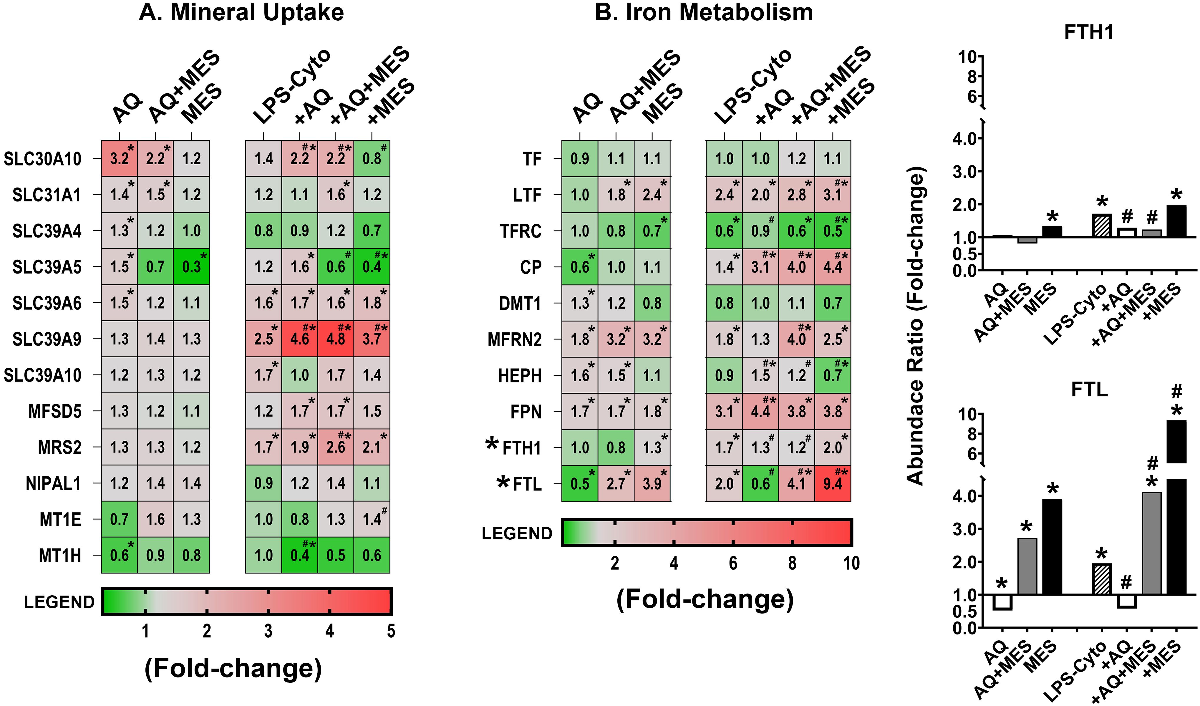 Heatmap and bar chart showing fold-changes in mineral uptake and iron metabolism. The heatmap details various proteins under different conditions, with color gradients from green (low) to red (high) indicating changes. Two bar charts depict the abundance ratios of FTH1 and FTL, displaying the varying impact of different treatments on these proteins. The legend specifies the fold-change color scale.
