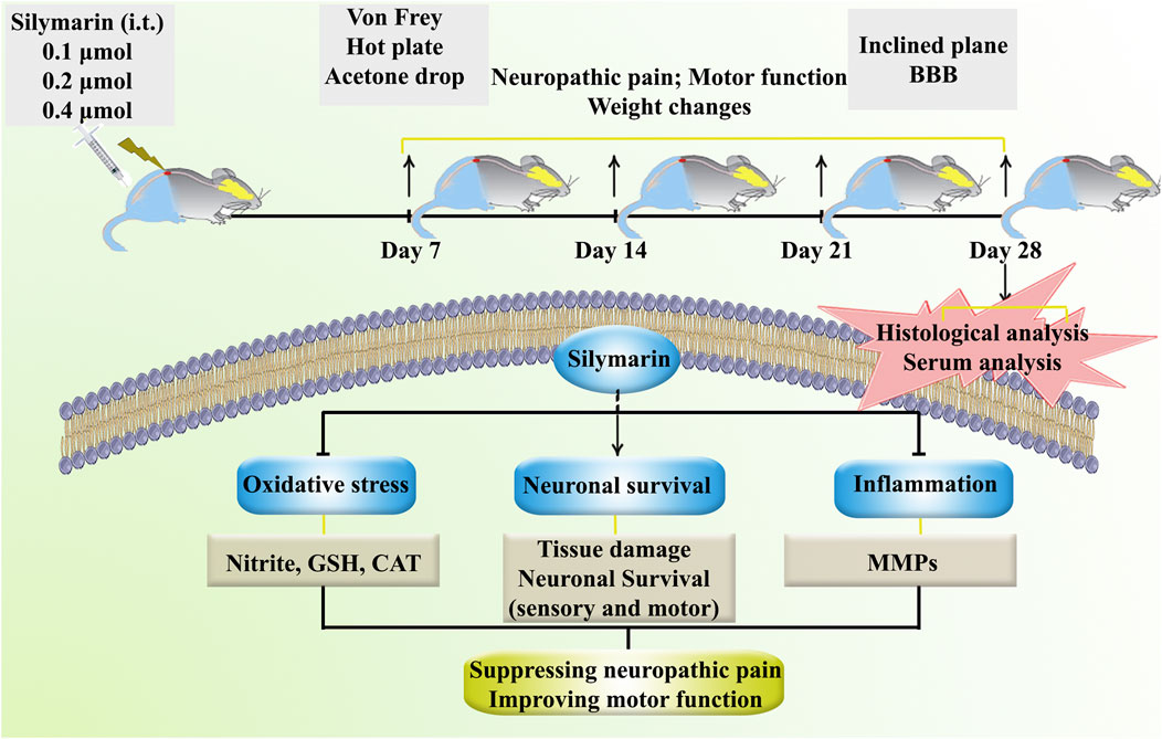 Illustration of a study on the effects of Silymarin administered intrathecally in mice. It shows dosages (0.1, 0.2, 0.4 μmol) and a timeline for testing neuropathic pain, motor function, and weight changes over 28 days. Tests include Von Frey, hot plate, and acetone drop. Neuronal survival, oxidative stress reduction, and inflammation are investigated for their effects on neuropathic pain and motor function. Endpoints include histological and serum analyses, involving oxidative stress markers (Nitrite, GSH, CAT) and MMPs. The aim is to suppress neuropathic pain and improve motor function.