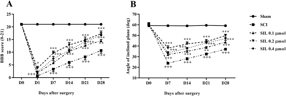 Two line graphs depict recovery trends over 28 days post-surgery. Graph A shows BBB scores (0 to 21 scale) improving in different treatment groups: Sham, SCI, and SIL at doses 0.1, 0.2, and 0.4 µmol. Graph B illustrates the angle of inclined plane, with similar groupings. Sham group remains constant, while others gradually improve. Significant differences are marked with asterisks and plus signs.
