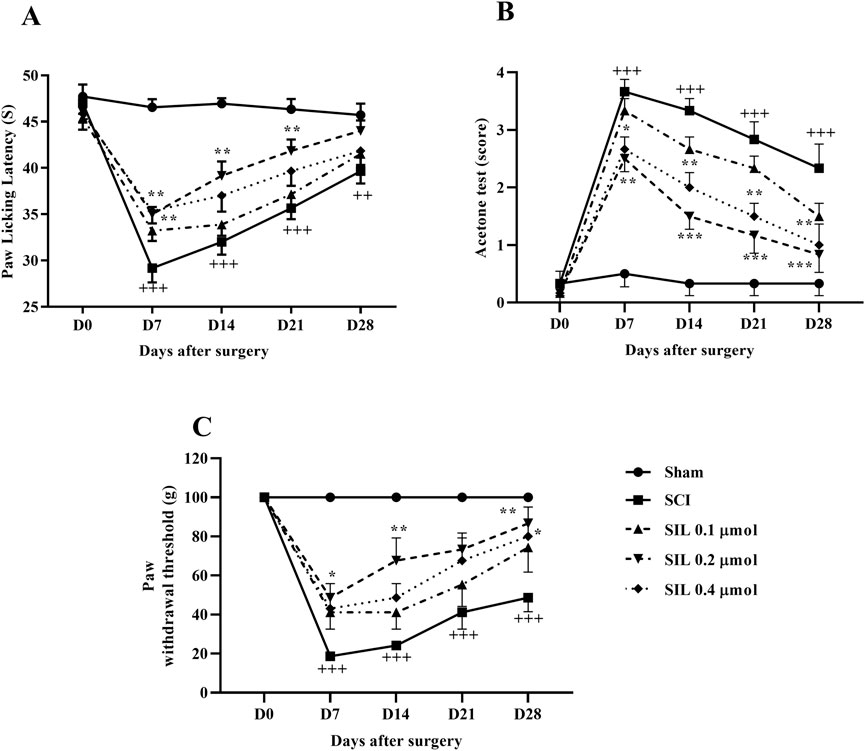 Graphs A, B, and C illustrate the effects of different treatments on sensory responses after surgery. Graph A shows paw licking latency over 28 days, graph B presents acetone test scores, and graph C displays paw withdrawal thresholds. Each graph compares sham, SCI, and SIL at various dosages, highlighting significant differences marked with asterisks and crosses.