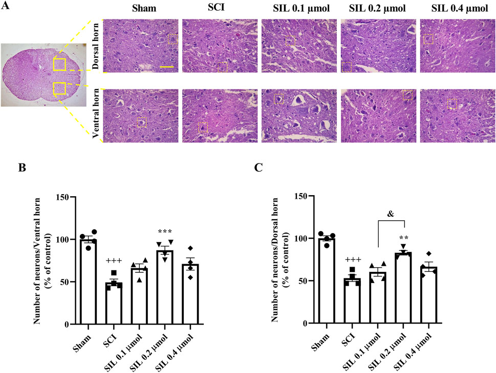 Composite image showing histological sections and bar graphs. Subfigure A: Cross-section of spinal cord, highlighting dorsal and ventral horn regions across five conditions: Sham, SCI, and SIL at 0.1, 0.2, and 0.4 micromoles. Subfigures B and C: Bar graphs depicting number of neurons in ventral and dorsal horn as a percentage of control, comparing the same five conditions with statistical significance indicated by symbols.
