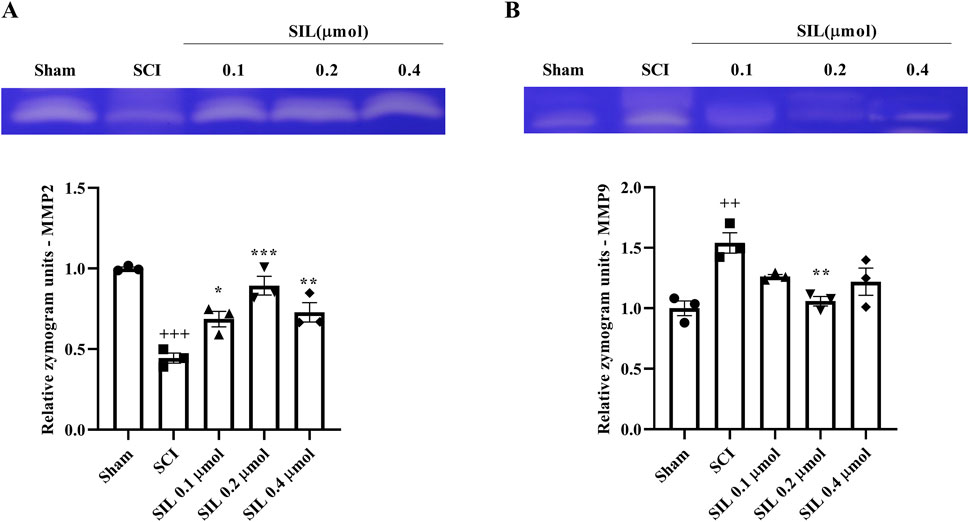 Gel zymography and bar graphs display enzyme activity. Panel A shows MMP2 activity under different SIL concentrations following sham and spinal cord injury (SCI). Panel B shows MMP9 activity for the same conditions. Bar graphs indicate relative zymogram units for MMP2 and MMP9, with markers for statistical significance.