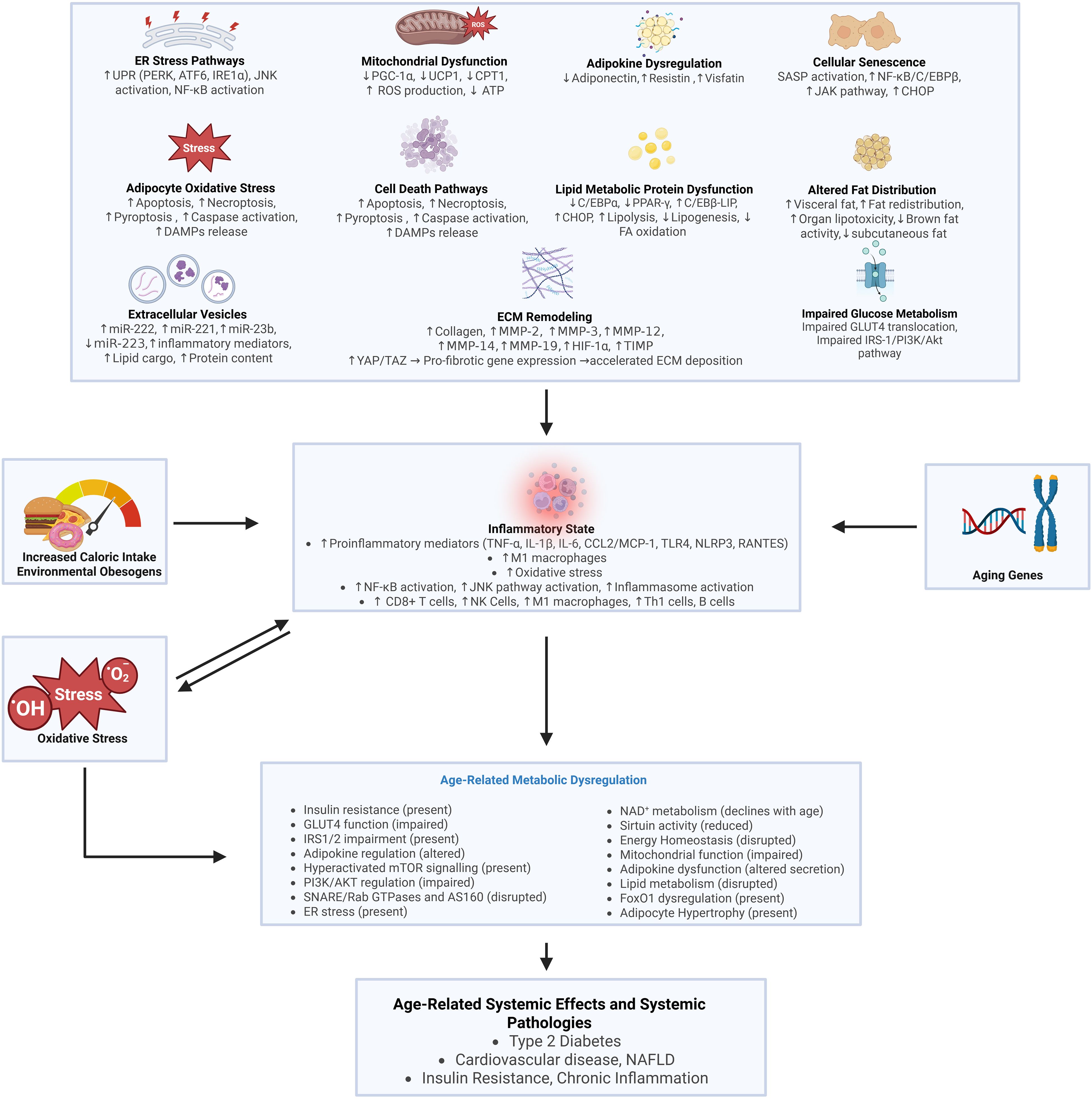 Flowchart illustrating the relationship between increased caloric intake, oxidative stress, and aging genes leading to inflammation and age-related metabolic dysregulation. Components include mitochondrial dysfunction, adipokine dysregulation, cell death pathways, and ECM remodeling. These contribute to inflammatory states and metabolic issues such as insulin resistance, impaired glucose metabolism, and altered lipid distribution. The chart concludes with age-related systemic effects like type 2 diabetes, cardiovascular disease, and chronic inflammation.