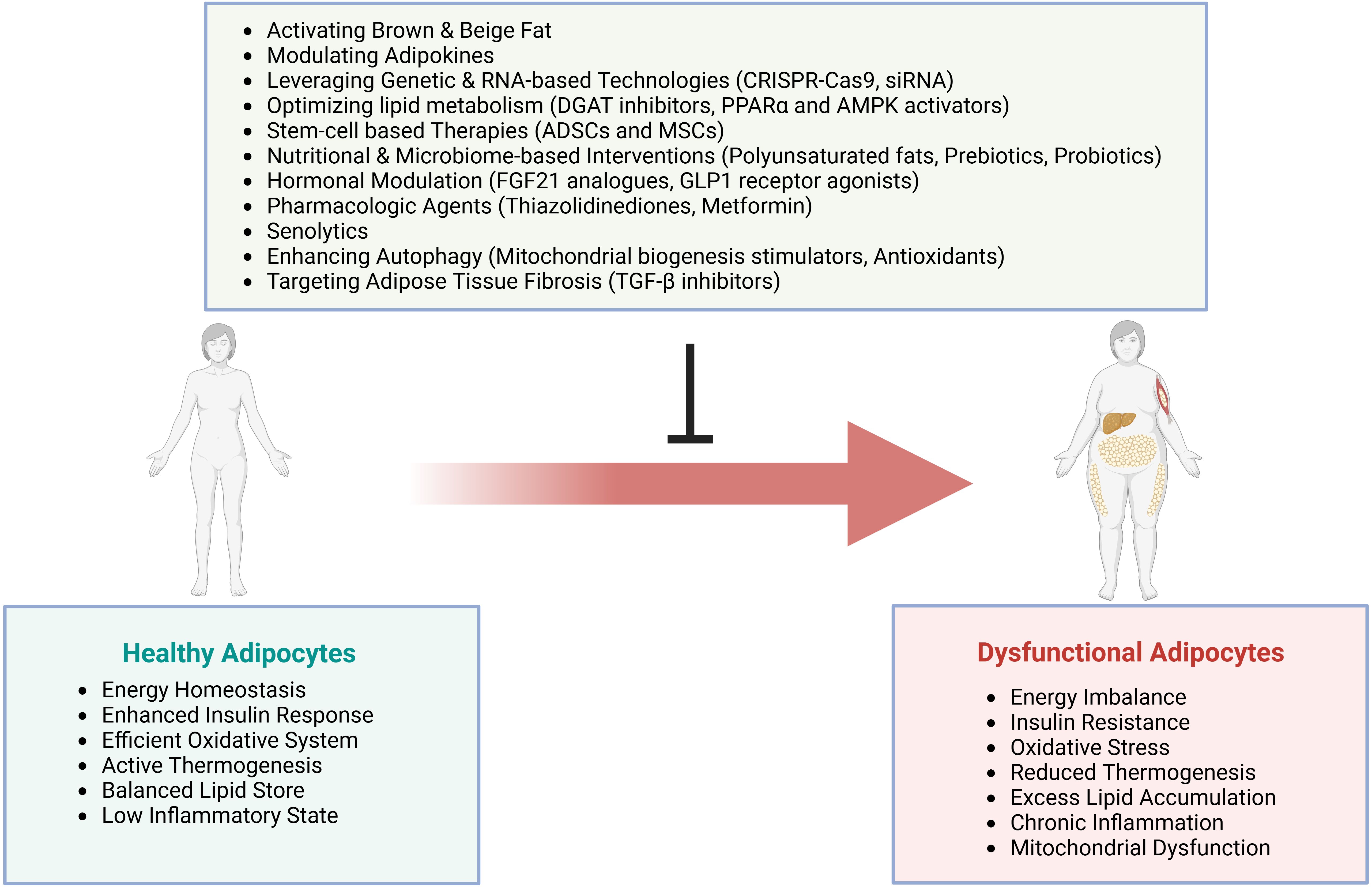 Diagram illustrating the transition from healthy to dysfunctional adipocytes. Healthy adipocytes include benefits like energy homeostasis and balanced lipid storage. Dysfunctional adipocytes are associated with issues like energy imbalance and insulin resistance. Interventions listed include activating brown fat, leveraging genetic technologies, stem-cell therapies, and nutritional interventions.