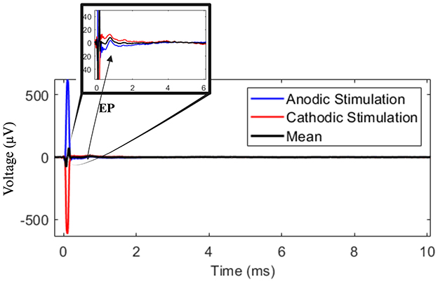 Line graph illustrating voltage over time in milliseconds, with anodic stimulation EP in blue, cathodic stimulation EP in red, and the mean in black. An inset shows a magnified section labeled EP, highlighting the voltage differences around zero milliseconds, with voltages in microvolts.