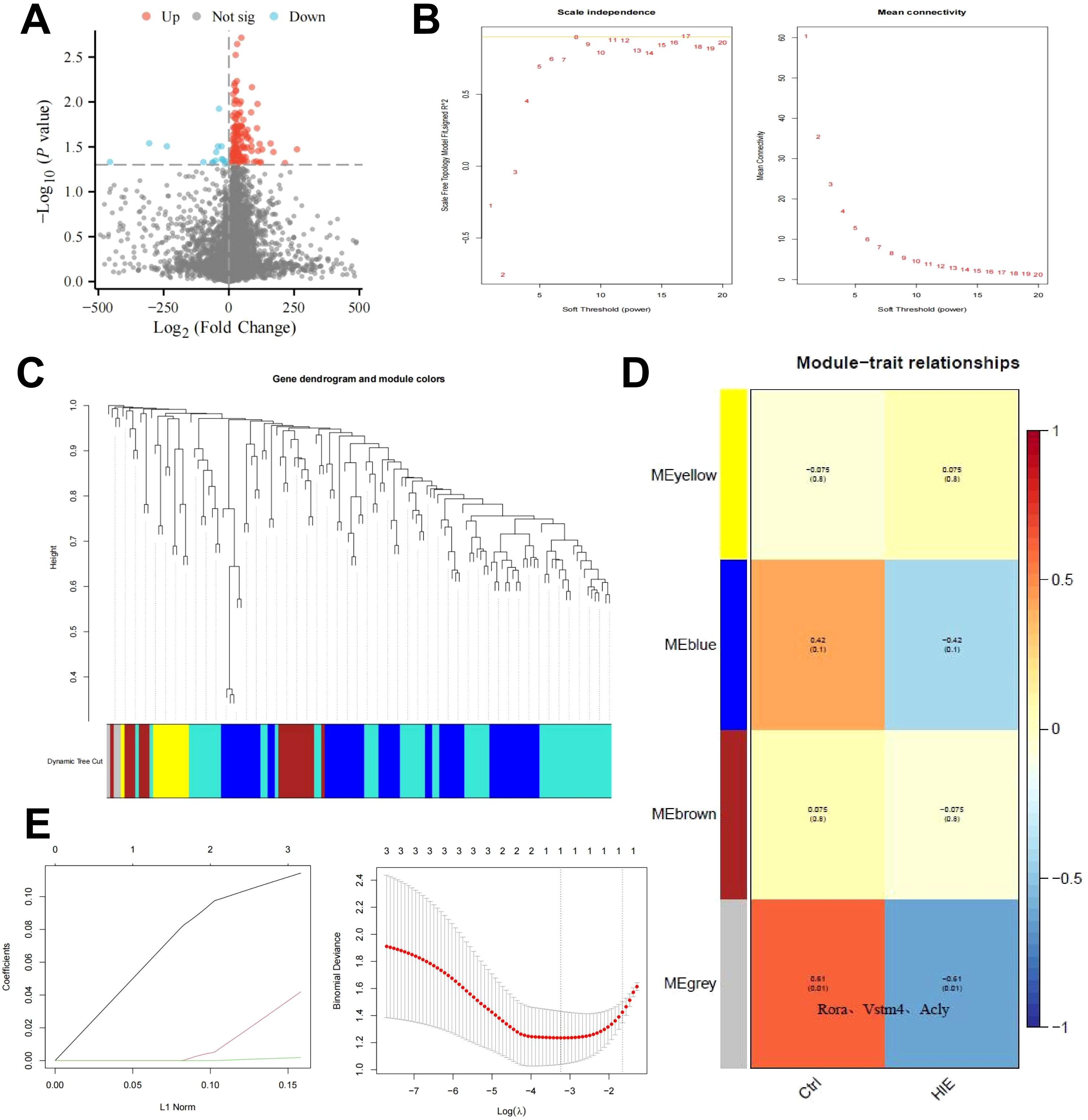 Panel A shows a volcano plot with genes colored by significance: red for upregulated, blue for downregulated, and grey for not significant. Panel B displays scatter plots for scale independence and mean connectivity. Panel C presents a dendrogram of gene clustering with corresponding module colors. Panel D is a heatmap depicting module-trait relationships, with color intensity indicating correlation strength. Panel E contains plots illustrating L1 norm versus coefficient and log lambda versus binomial deviance, demonstrating model performance.