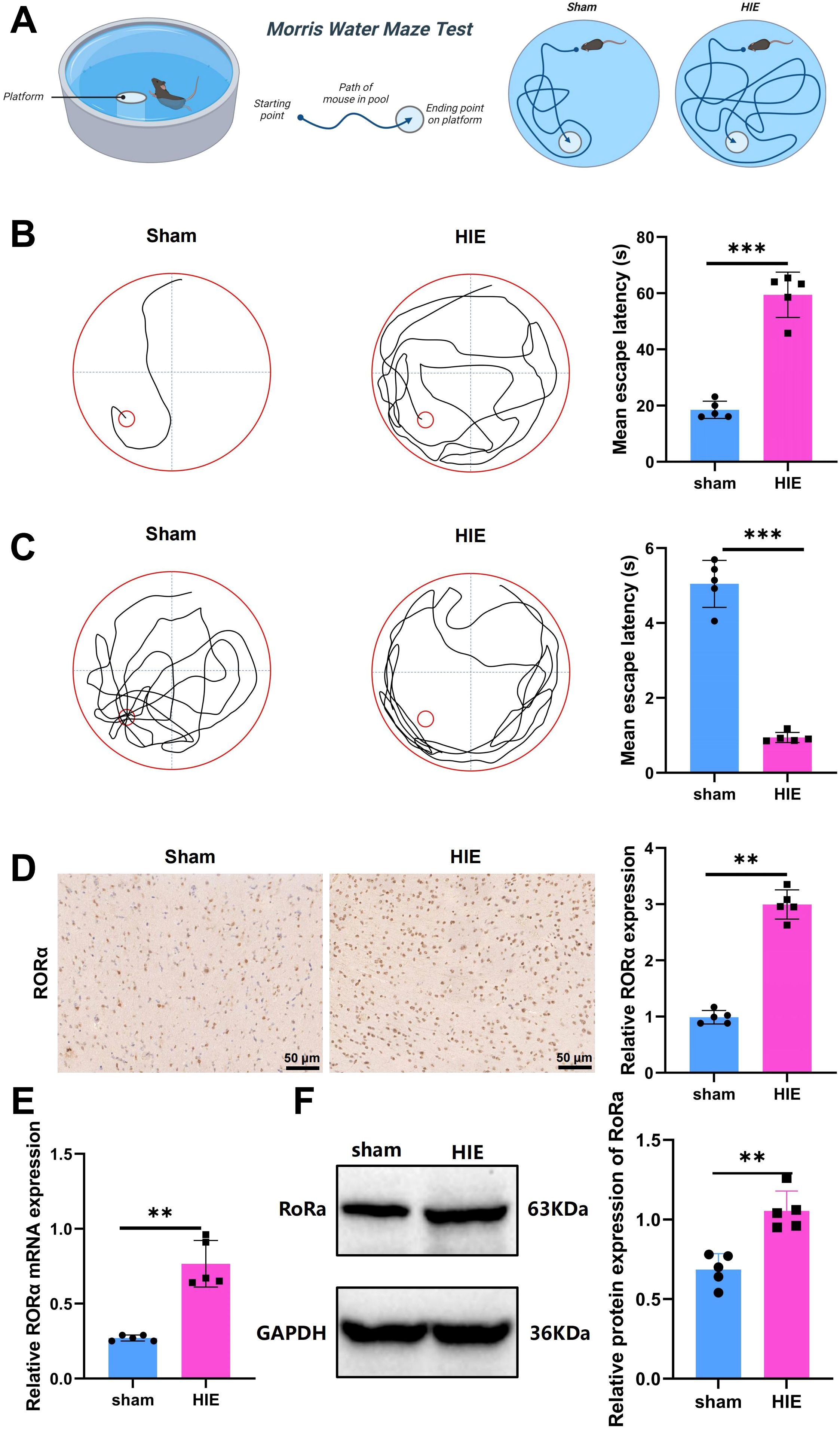 Diagram detailing a Morris Water Maze test illustrating a mouse's path from the starting point to the platform. Comparative path patterns for Sham and HIE groups are shown, with graphs indicating significant differences in mean escape latency, emphasizing longer latency for HIE. Panels D and E depict increased RORα expression in the HIE group, confirmed by immunohistochemistry, mRNA, and protein expression analysis, with statistical significance indicated by asterisks.