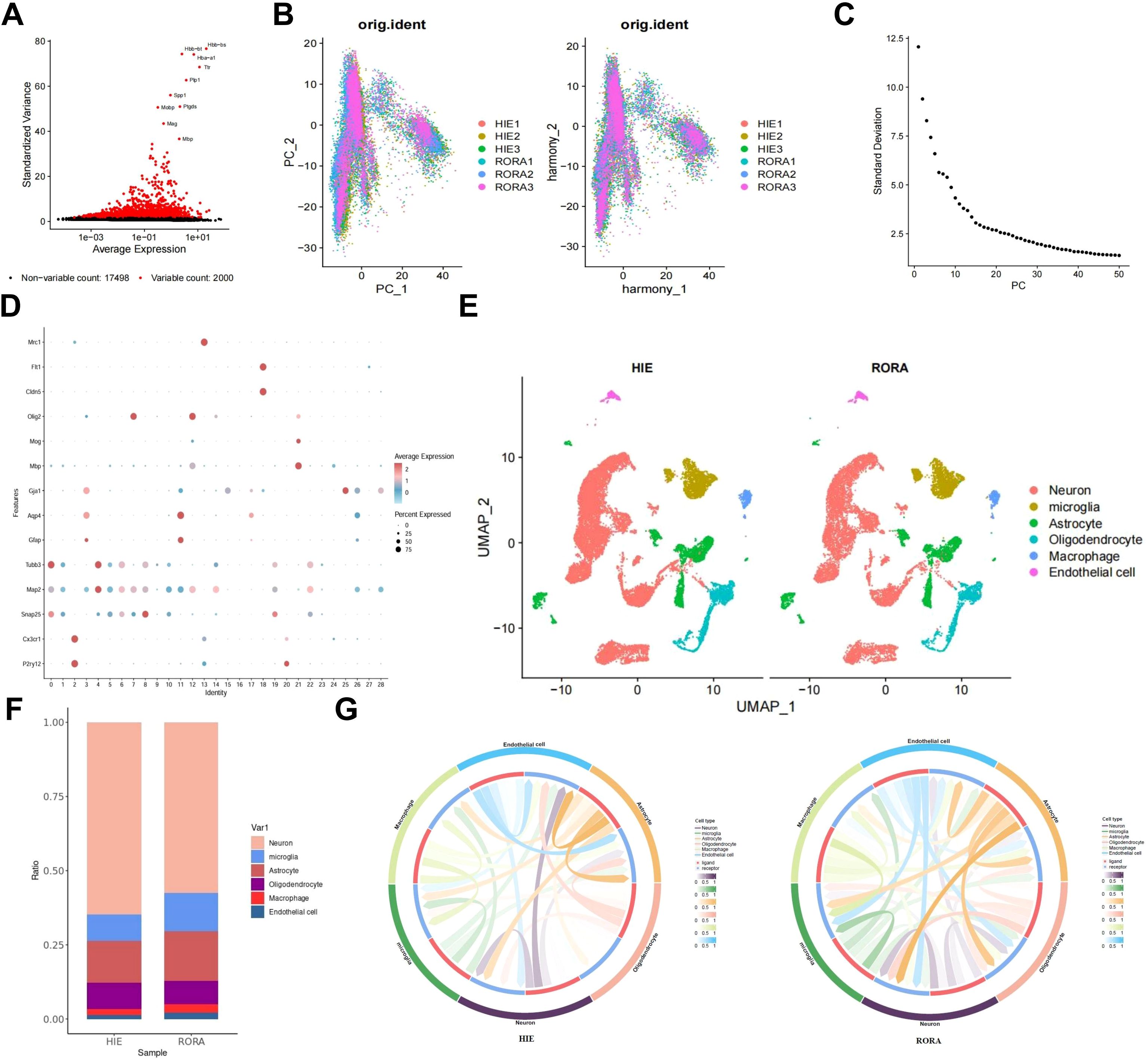 Panel A shows a scatter plot comparing average expression and standardized variance. Panel B displays two scatter plots of principal component analysis (PCA) and Harmony integration. Panel C is an elbow plot for PCA standard deviation. Panel D presents a dot plot of average expression and percent expressed across features. Panel E comprises UMAP plots visualizing different cell types, colored by identity. Panel F features a stacked bar chart showing cell type ratios in HIE and RORA samples. Panel G includes chord diagrams illustrating cell type interactions for HIE and RORA.