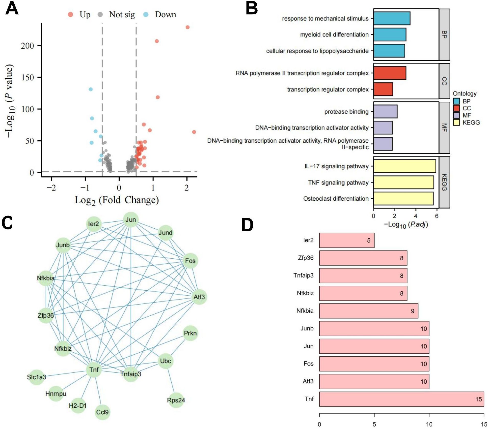 A diagram with four sections labeled A, B, C, and D. A: A volcano plot showing gene expression changes with points in red (upregulated), blue (downregulated), and gray (not significant). B: A bar chart depicting gene ontology categories including biological process, cellular component, molecular function, and KEGG pathways, with various colors representing different ontologies. C: A gene interaction network diagram displaying interconnected genes such as Jun, Tnf, and Fos. D: A horizontal bar chart listing genes like Ier2, Zfp36, and Tnf with numeric values indicating expression levels.