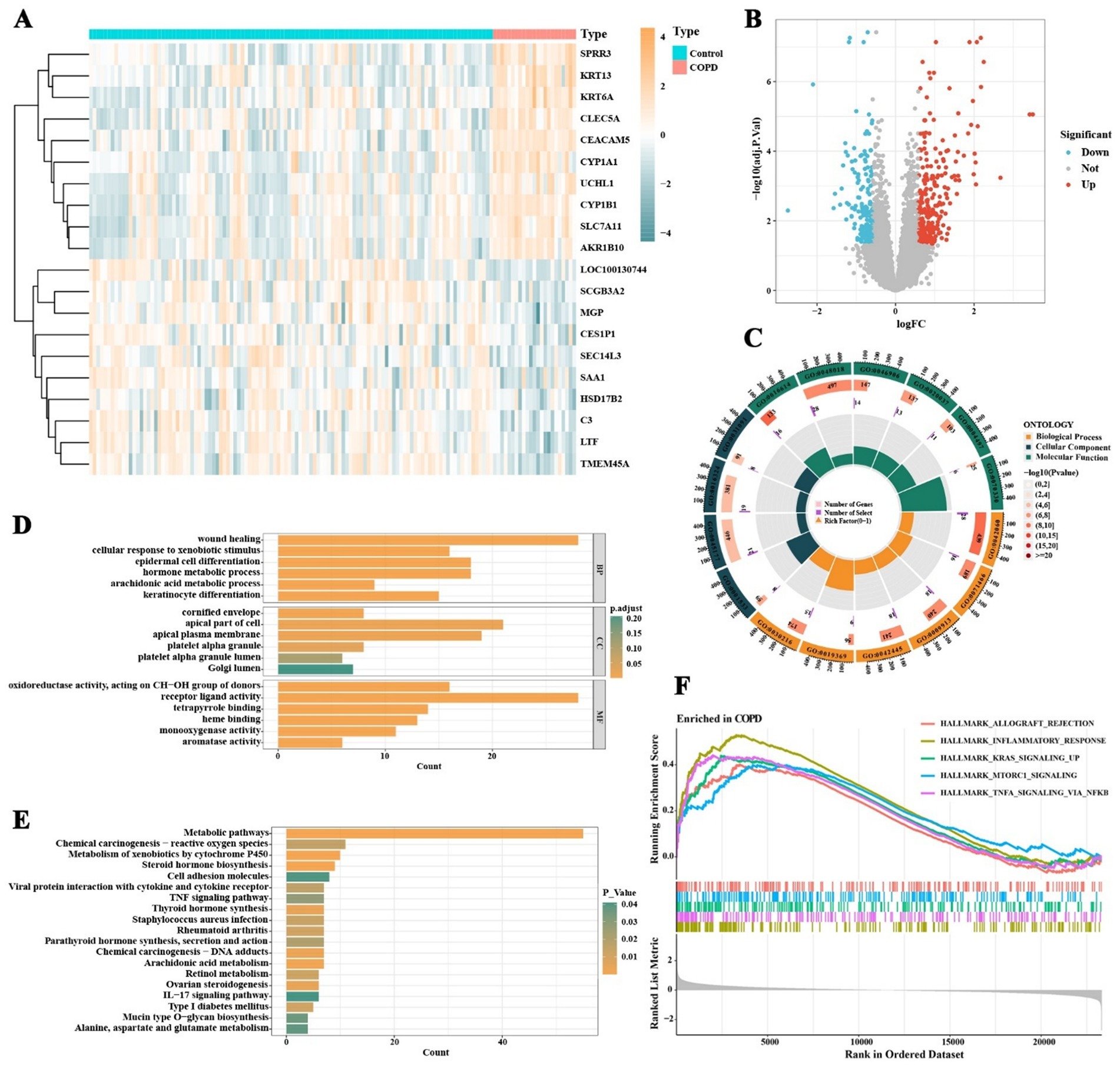 Panel of six graphics representing data analysis for COPD. A shows a heatmap clustering gene expression differences between control and COPD samples. B displays a volcano plot showing gene expression changes, highlighting significant genes. C features a circular plot of enriched ontology categories in COPD, represented by different colors. D shows a bar chart of biological processes with count data, focusing on wound healing and cell differentiation. E illustrates another bar chart detailing metabolic pathways and chemical interactions, with significance levels marked. F presents a line graph showing enriched pathways in COPD, ranked by enrichment score.