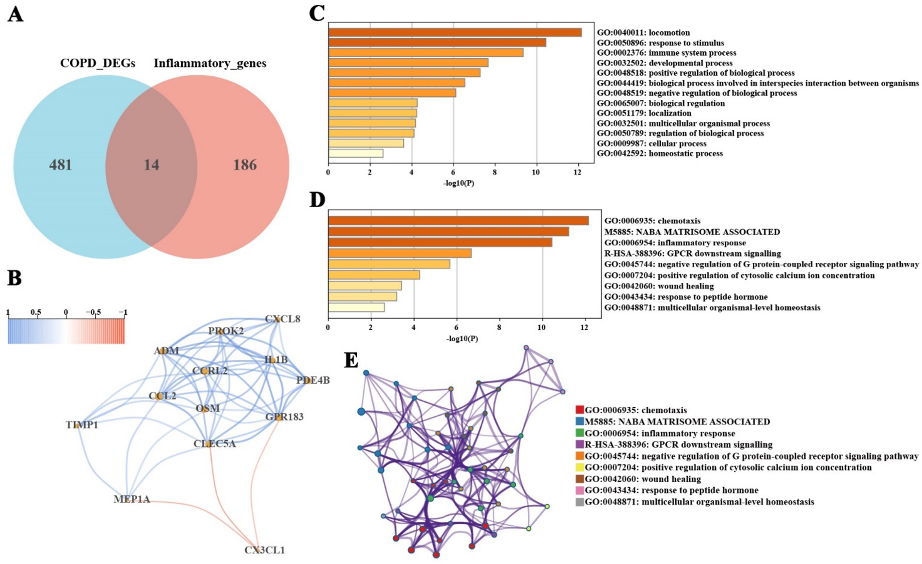 Venn diagram (A) shows the overlap between COPD_DEGs and Inflammatory_genes, with 481 unique to COPD, 186 unique to inflammatory genes, and 14 shared. Network graph (B) depicts gene interactions, colored by correlation. Bar charts (C and D) display enriched gene ontology terms, ranked by significance (negative log p-value). Network diagram (E) visualizes connections between gene ontology terms, with color-coded nodes representing different biological processes.