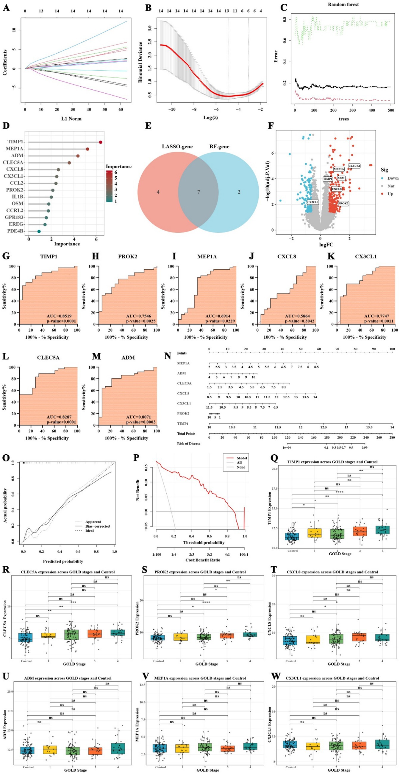 Various charts and graphs illustrate a gene analysis study. Graph A shows coefficients versus L1 norm. Graph B plots binomial deviance against log lambda. Graph C displays a random forest error plot. Graph D is a dot plot of gene importance. Graph E shows a Venn diagram comparing LASSO and RF genes. Graph F is a volcano plot depicting gene expression significance. Graphs G to M are ROC curves for specific genes. Graph N is a points and disease risk table. Graph O is a calibration plot. Graph P is a decision curve analysis. Graphs Q to W are box plots of gene expression across GOLD stages and controls.