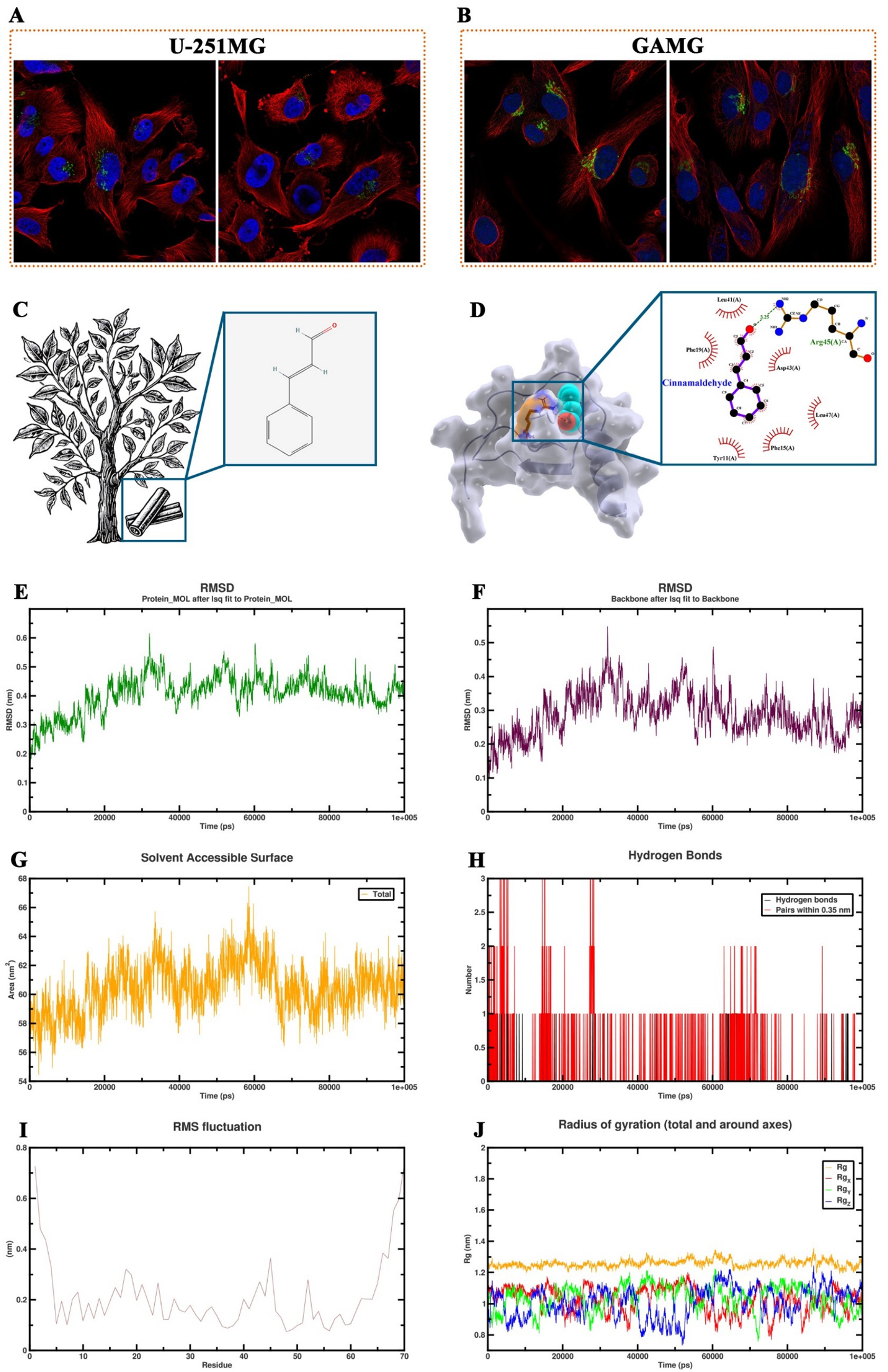 Fluorescence microscopy images A and B display stained U-251MG and GAMG cells with blue and red-dyed components. Illustration C shows a tree and molecular structure highlighting an organic compound. Image D features a molecular docking model with a highlighted interaction site. Charts E through J represent various data analyses: RMSD of proteins, solvent-accessible surface area, hydrogen bonds, RMS fluctuations, and radius of gyration, each chart with respective time or residue measures.