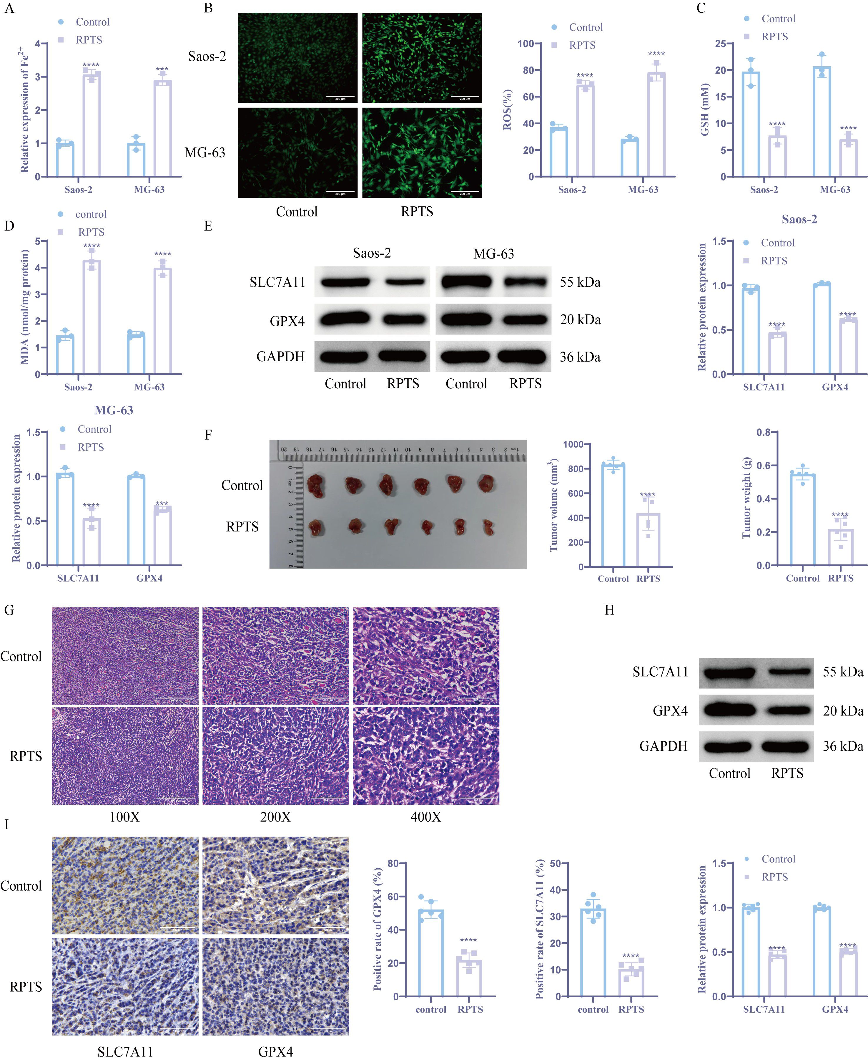 Composite image showing multiple panels of experimental data and results. Panels A, C, D, and H display bar graphs comparing control and RPTS groups for various biochemical assays. Panel B includes fluorescence microscopy images of cell cultures with ROS quantification. Panel E presents Western blot analysis of proteins SLC7A11, GPX4, and GAPDH. Panel F shows photographs and bar graphs of tumor volumes and weights. Panel G features histopathological images under different magnifications. Panel I shows immunohistochemistry results with positive rate bar charts and protein expression levels. Each panel highlights data differences between control and RPTS treatments.