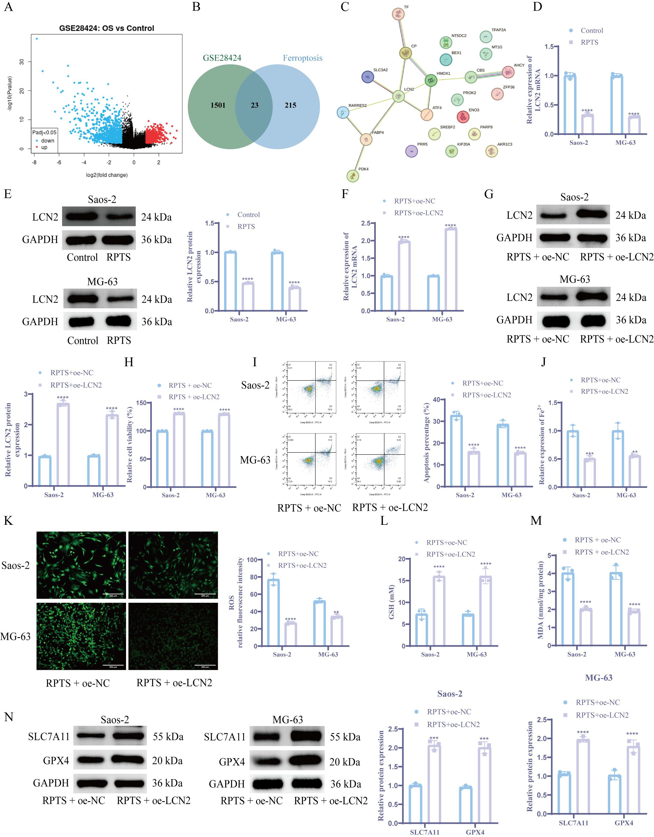 This image contains a series of panels displaying various scientific data related to differential gene expression and protein analysis. Panel A is a volcano plot depicting gene expression changes. Panel B shows a Venn diagram illustrating the overlap between datasets. Panel C is a network diagram of related genes. Panels D to N include bar graphs comparing expression levels of certain genes and proteins, Western blot images of protein expression in cell lines, bar graphs of oxidative stress indicator analysis and scatter plots indicating cell apoptosis. The cell lines used in the study are Saos-2 and MG-63, and various comparisons are made between control and treated groups.
