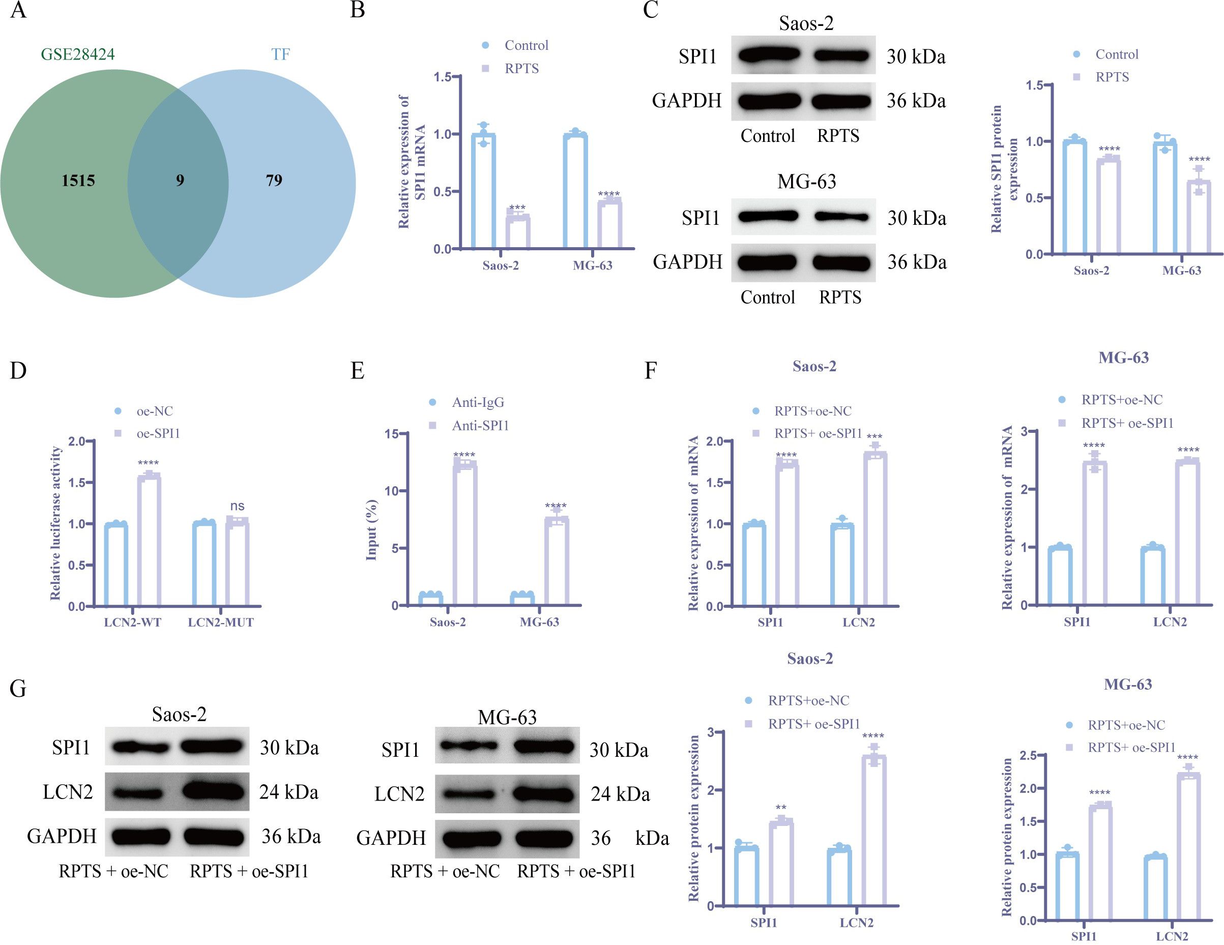 A composite image presents multiple panels of scientific data. Panel A displays a Venn diagram overlapping GSE28424 and TF, with intersections at numbers 1515, 9, and 79. Panel B shows a bar graph of HTR2A expression, comparing Control and RPTS in Saos-2 and MG-63 with significant reductions in RPTS. Panel C features Western blots of SPI1 and GAPDH in Saos-2 and MG-63, with RPTS showing decreased SPI1 expression. Panel D presents luciferase activity, noting significant changes except in LCN2-MUT. Panel E displays input percentages using Anti-IgG and Anti-SPI1 with notable differences. Panel F has mRNA expression bar graphs highlighting RPTS+oe-SP1 increases in SPI1 and LCN2. Panel G shows Western blots of SPI1, LCN2, and GAPDH in both cell lines, indicating expression changes with RPTS and oe-SP1. Statistical significance is marked with asterisks.