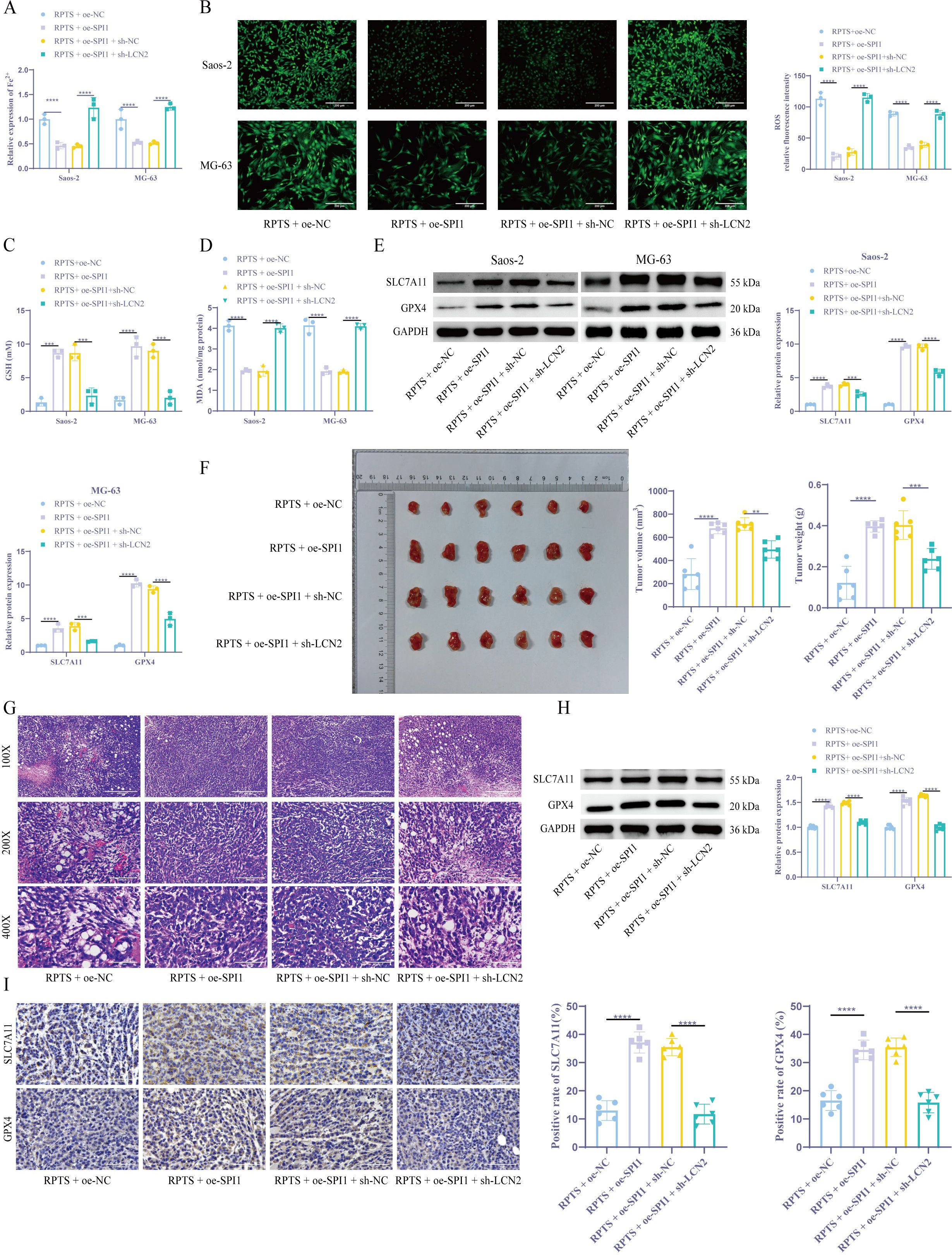 A multi-panel image presents research data on the effect of RPTS combined with different treatments (oe-NC, oe-SPI1, sh-NC, sh-LCN2) on Saos-2 and MG-63 cells. Panels A, C, D, and E display bar charts indicating various biological metrics. Panel B shows fluorescent microscopy images of cells under different treatments. Panel F includes a photo of excised tumor samples with accompanying bar charts. Panel G provides histological images at different magnifications. Panels H and I show Western blot and immunohistochemistry analyses and related bar charts measuring protein expression levels for SLC7A11 and GPX4.