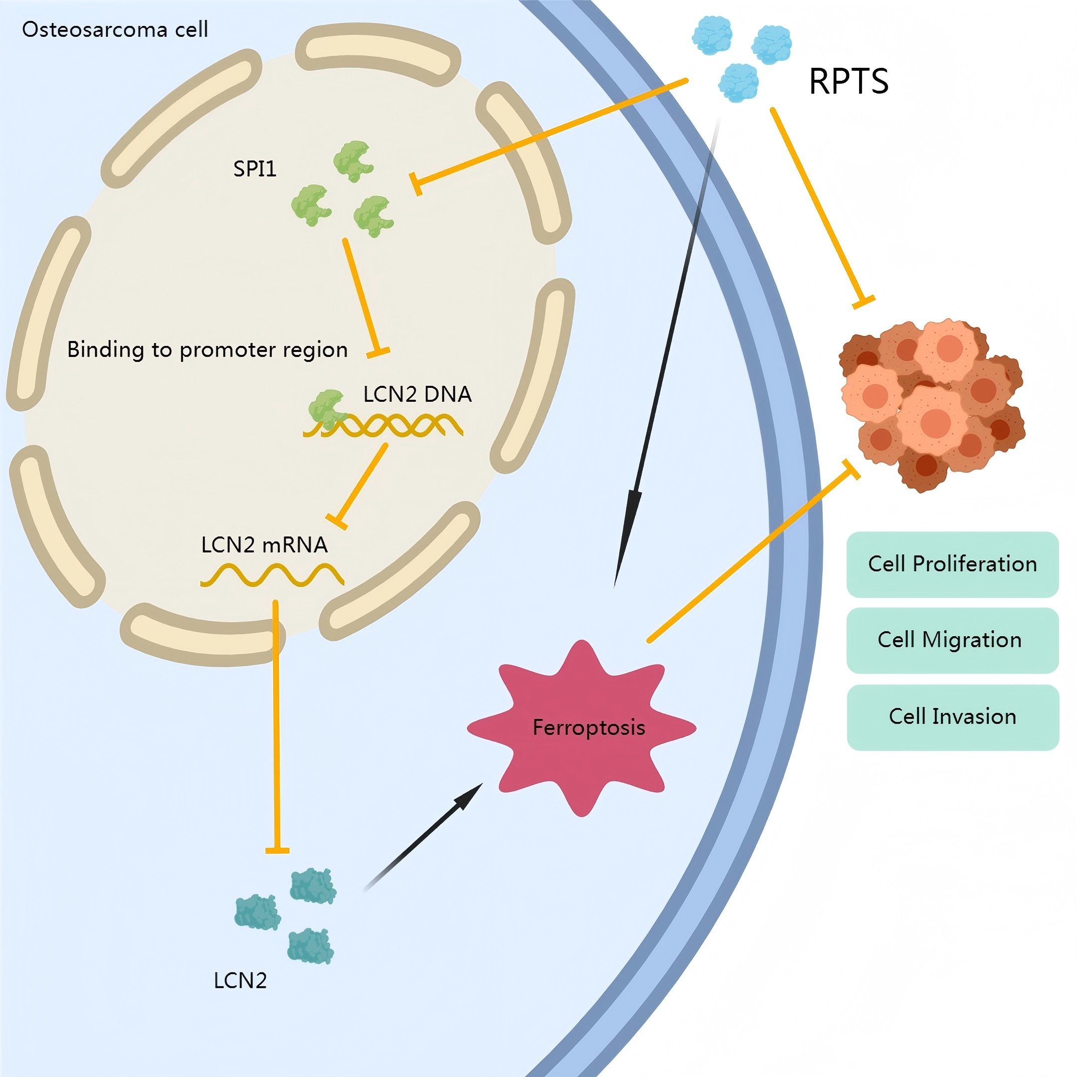 Diagram illustrating the interaction within an osteosarcoma cell. SPI1 binds to the LCN2 promoter region in the nucleus, leading to LCN2 mRNA production. This results in LCN2 protein formation and involvement in ferroptosis and processes like cell proliferation, migration, and invasion. RPTS is also indicated.