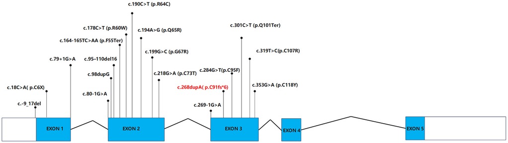 Diagram showing exons one to five with multiple genetic mutations marked. Mutations are labeled with their nucleotide and protein changes, such as c.178C>T (p.R60W) and c.268dupA (p.C91fs*6), with the latter highlighted in red.
