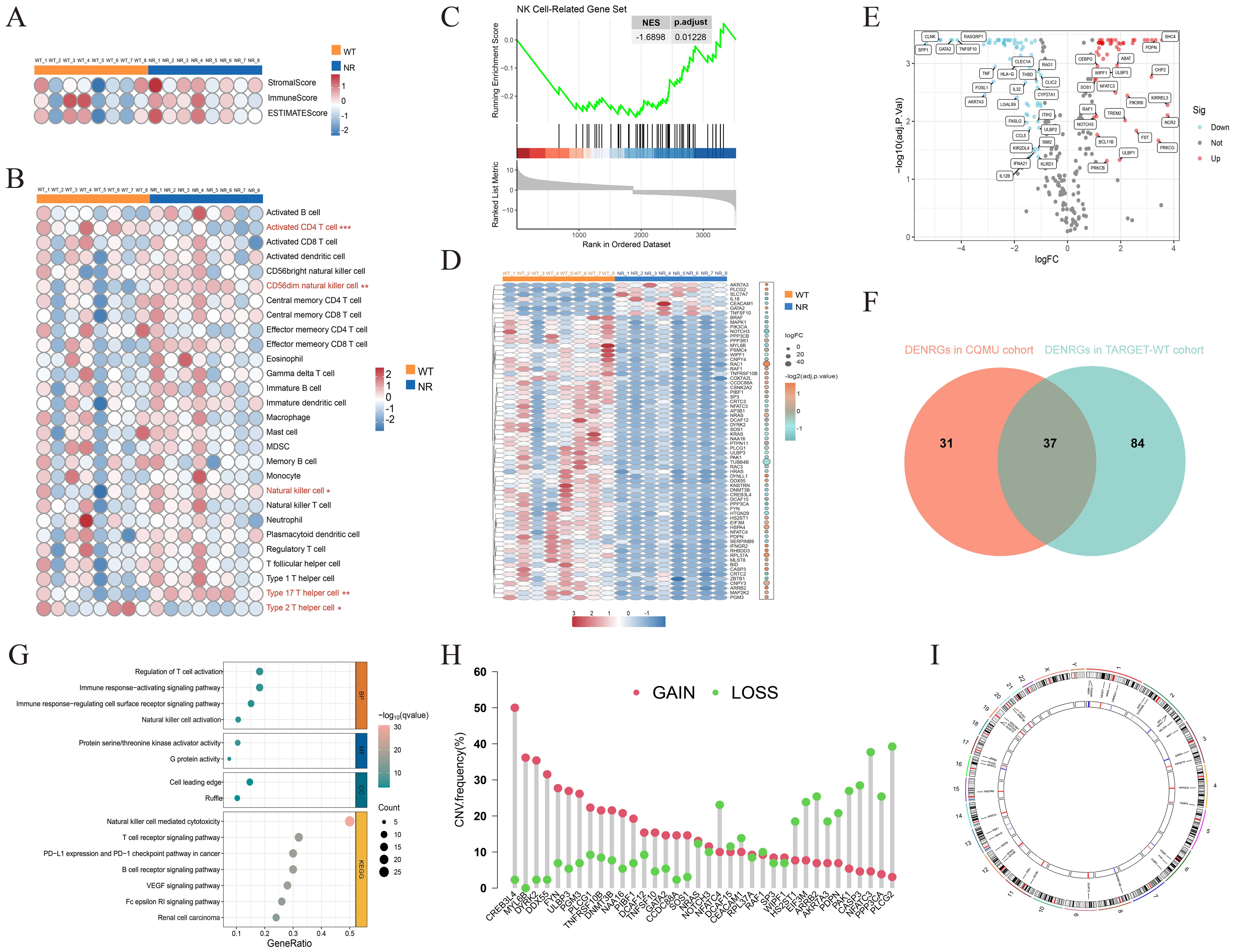 A collection of scientific data visualizations and charts detailing different analyses: A. A heatmap showing StromalScore, ImmuneScore, and ESTIMATEScore for WT and NR groups. B. A heatmap visualizing immune cell types with respect to WT and NR groups. C. An enrichment plot for NK cell-related gene sets. D. A comprehensive heatmap of various gene expressions across conditions. E. A scatter plot featuring gene expression changes, indicating up and downregulated genes. F. A Venn diagram comparing DENRGs between two cohorts. G. A bar and bubble chart displaying gene ontology terms and their significance. H. A bar chart showing CNV frequency with markers for gains and losses. I. A circular visualization of chromosomal alterations. Each panel displays specific scientific insights using different graph types, color codes, and annotations.