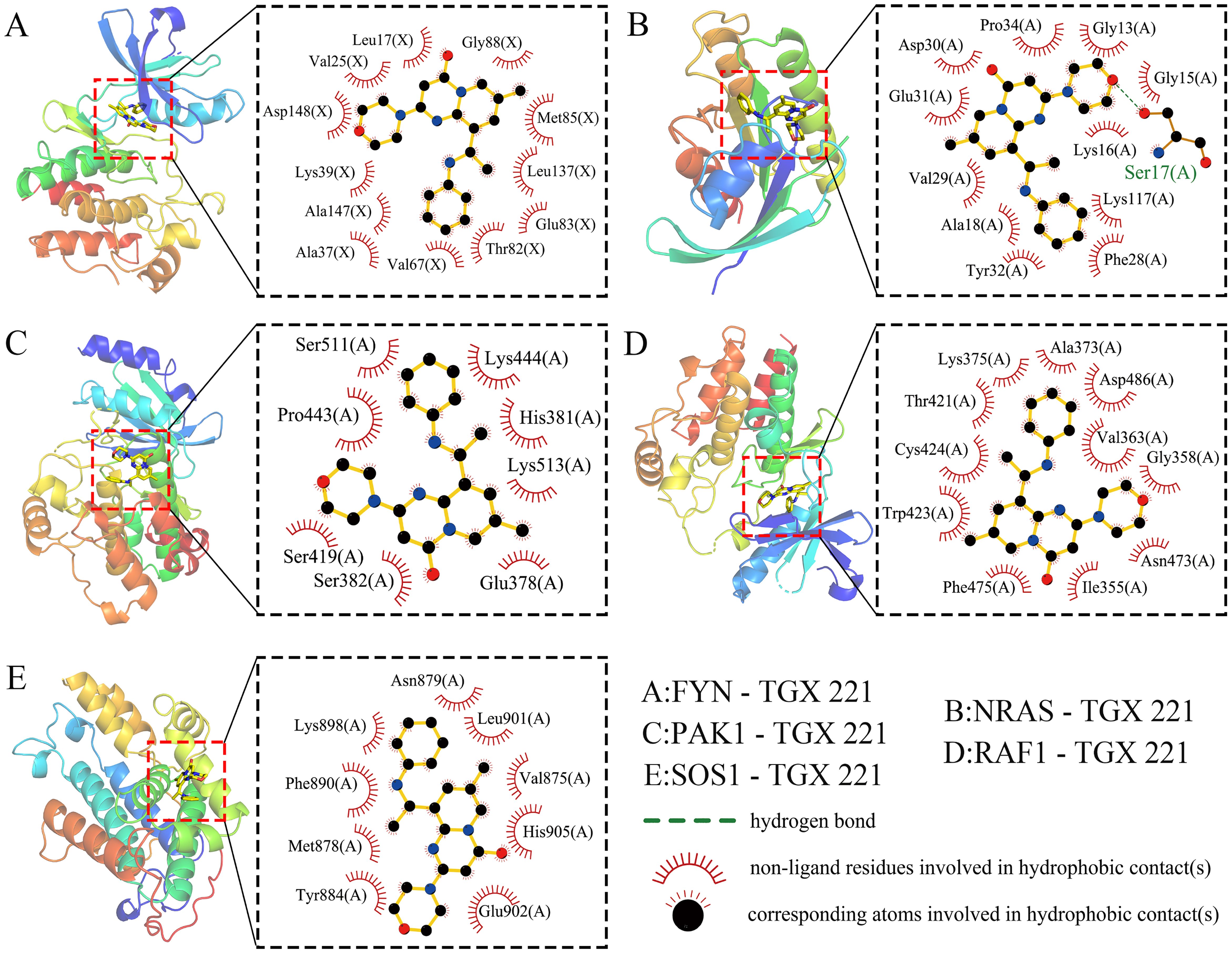 Molecular illustrations displaying the structural interactions of various proteins with TGX 221. Each panel labeled A to E shows a protein complex with TGX 221, highlighting specific residues involved in hydrophobic and hydrogen bonding interactions, represented by red arcs and dashed lines respectively. Labels detail the residues and atoms involved in these interactions, with a legend clarifying the types of bonds and interactions depicted.