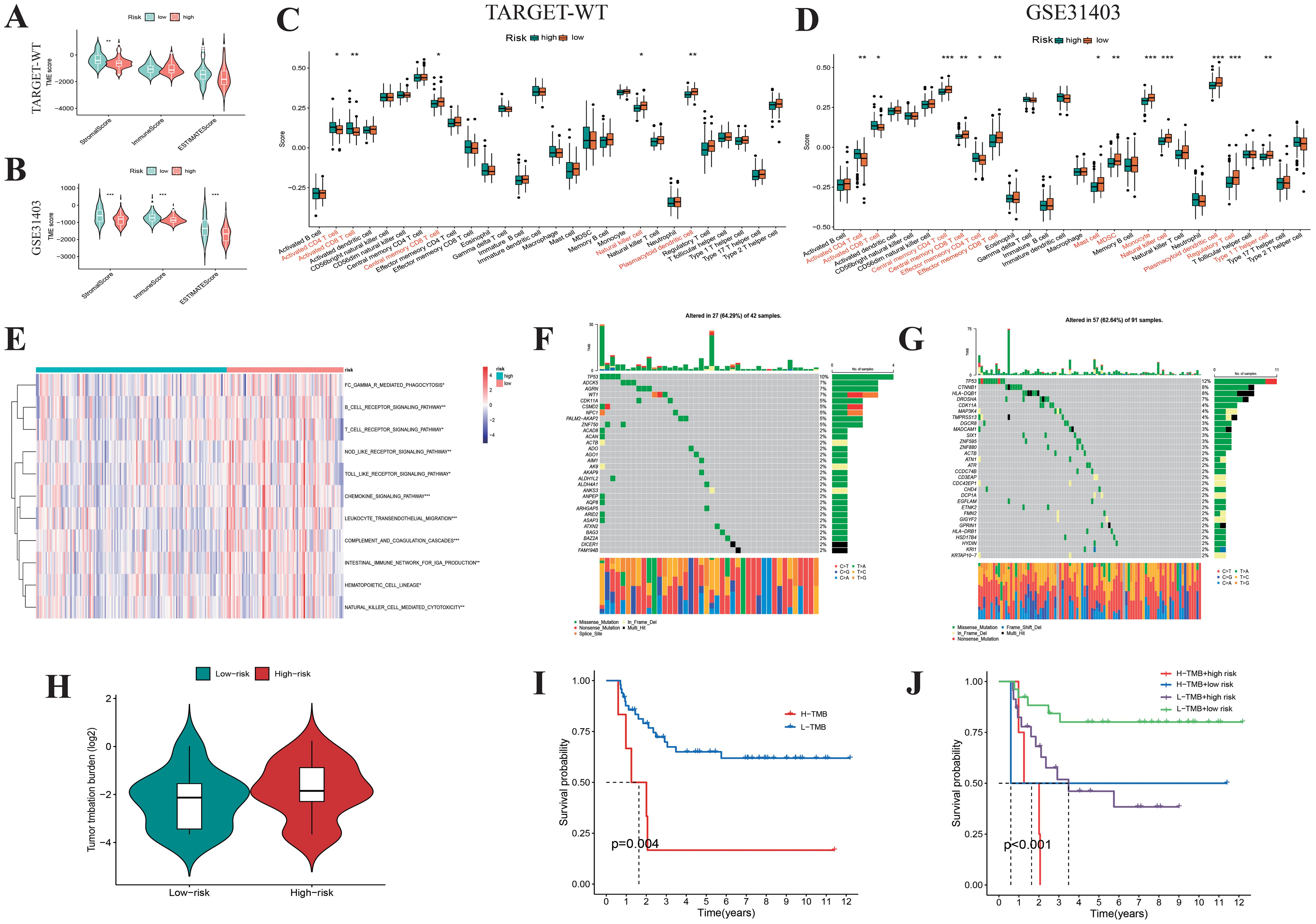 A multi-panel scientific figure showing various analyses. Panels A and B display violin plots of risk scores across different datasets, TARGET-WT and GSE31403. Panels C and D show box plots comparing cell type scores between high and low-risk groups in both datasets. Panel E is a heatmap illustrating pathway enrichment scores. Panels F and G are mutation heatmaps indicating sample alterations. Panel H presents a violin plot of tumor mutation burden for different risk groups. Panels I and J are Kaplan-Meier survival curves comparing high and low tumor mutation burden with significant p-values.