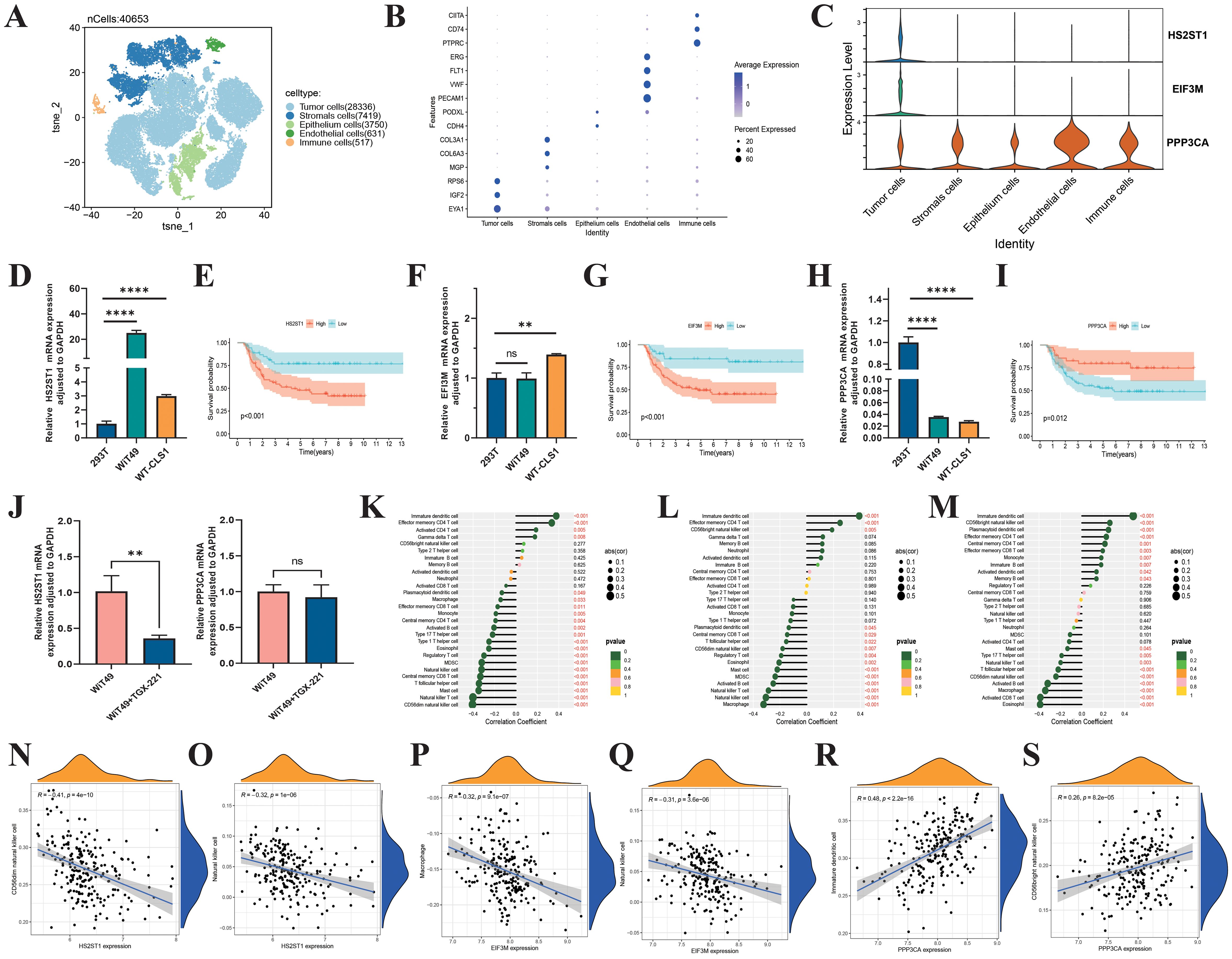 Various scientific visualizations display data on cell types and gene expression. Panel A showcases a t-SNE plot distinguishing cell types by color. Panel B is a dot plot indicating gene expression levels across different cell types. Panel C contains violin plots showing gene expression distribution for HS2ST1, EIF3M, and PPP3CA. Panels D through J highlight bar graphs and Kaplan-Meier plots analyzing expression levels and survival data. Panels K through M display correlation coefficients for different cell types. Panels N through S present scatter plots with correlation analyses between gene expression levels.