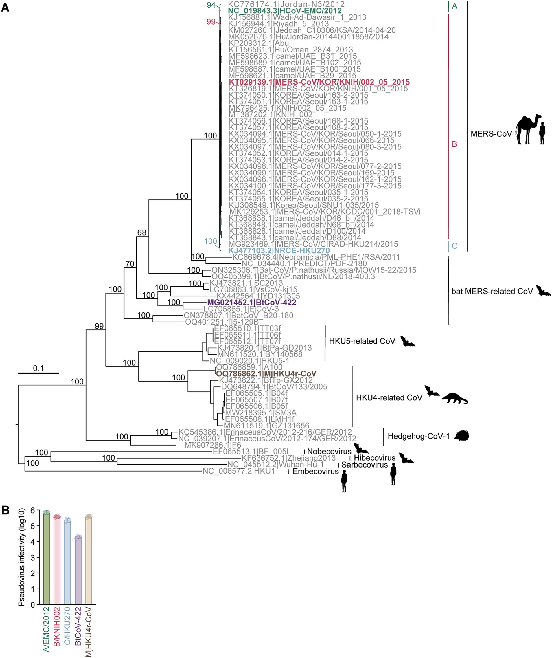Phylogenetic tree of coronaviruses shows relationships among different virus strains, highlighting MERS-CoV and related viruses with icons of camels, bats, and humans. Panel B displays a bar chart comparing pseudovirus infectivity levels for various strains.