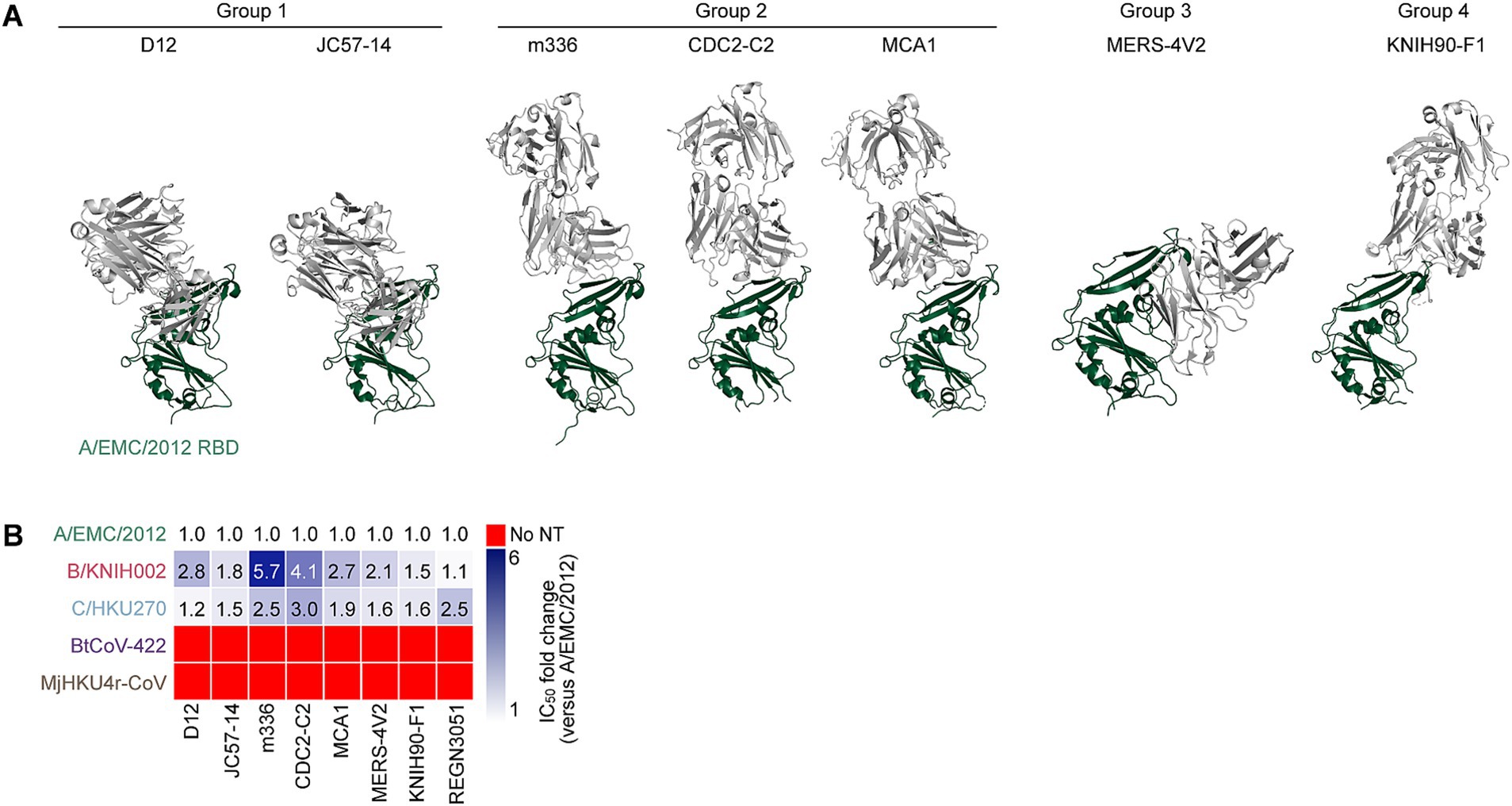 Part A shows seven 3D protein structures corresponding to different groups and labeled as D12, JC57-14, m336, CDC2-C2, MCA1, MERS4V2, and KNIH90-F1. Part B is a heatmap displaying ICâ‚…â‚€ fold changes of antibodies against other MERS-CoVs and MjHKU4r-CoV compared to A/EMC/2012, with color variations indicating different values from blue to red.
