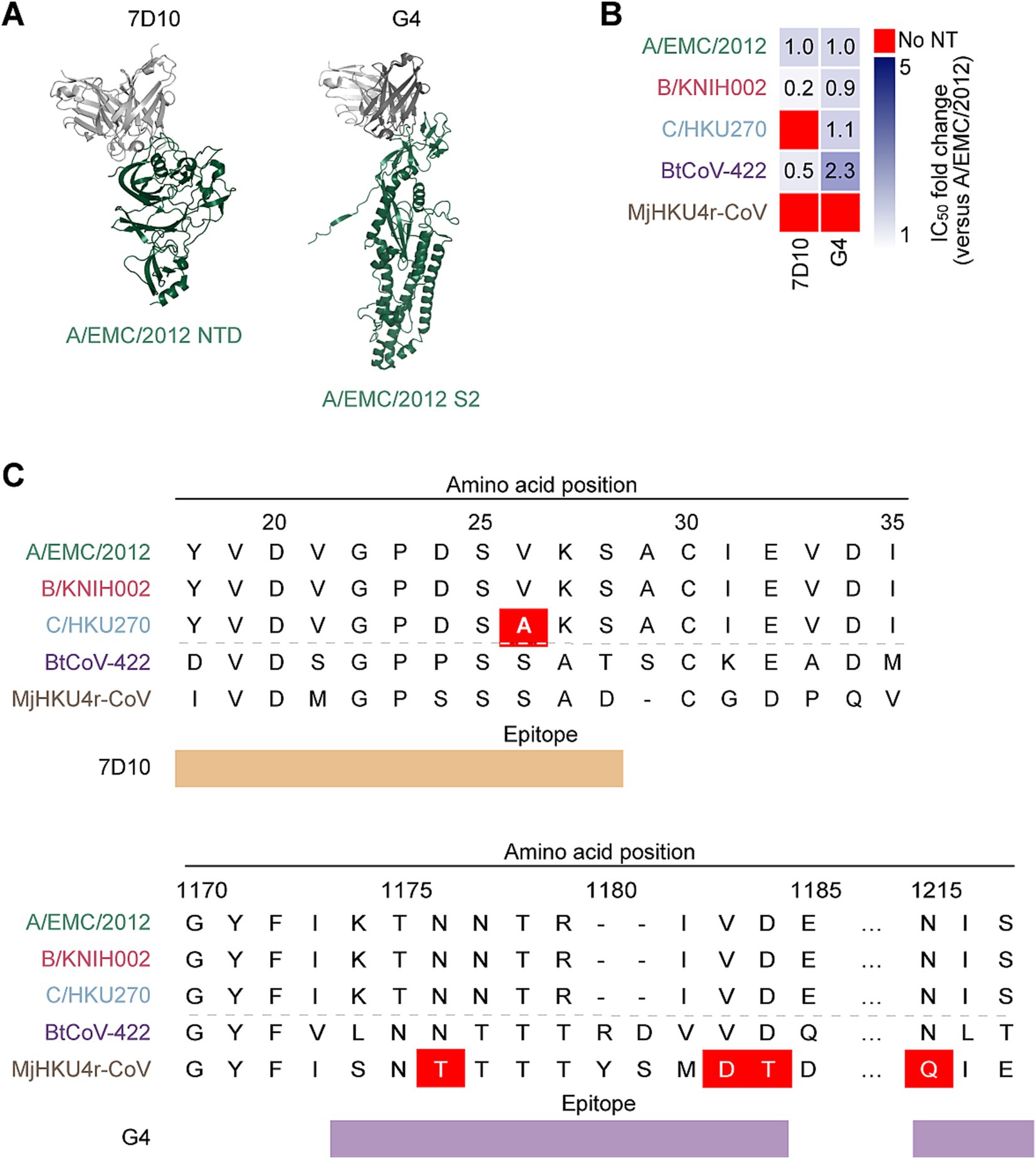 Protein structures and data analysis related to A/EMC/2012. Panel A shows ribbon diagrams of 7D10 and G4, highlighting NTD and S2. Panel B is a heatmap indicating fold change in IC50 values across various strains, with red indicating no neutralization. Panel C presents amino acid position alignments for different strains, highlighting 7D10 and G4 epitopes, with different residues between MERS-CoVs and BtCoV-422 marked in red.
