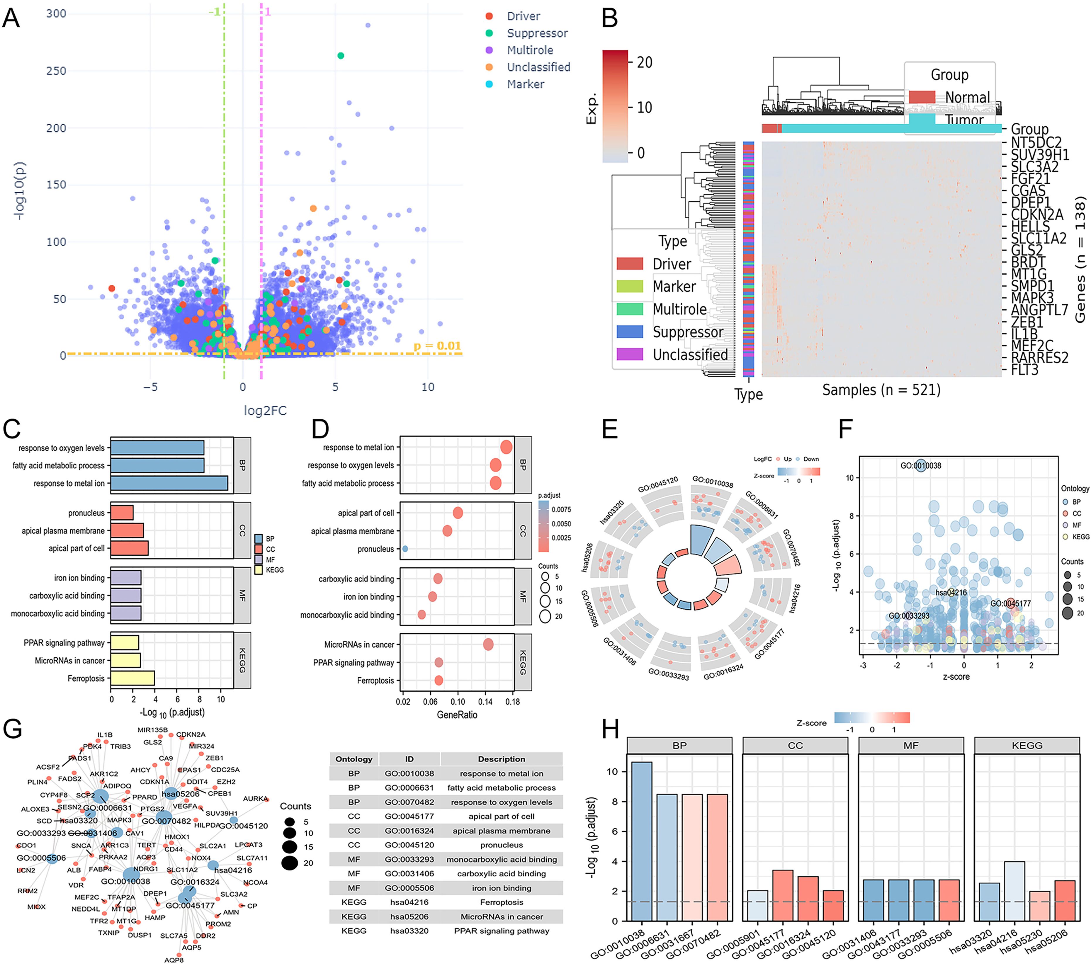 Composite image showing multiple data visualizations related to gene expression across panels A to H. Panel A is a volcano plot highlighting different gene roles. B presents a heatmap with hierarchical clustering of genes in tumor and normal samples. C and D illustrate bar and bubble plots for gene ontology and pathway enrichment. E is a circular visualization of ontological categories. F displays a bubble plot of gene ontology terms with Z-scores. G is a network graph of gene ontology connections. H comprises bar plots detailing gene enrichment in various ontological categories.