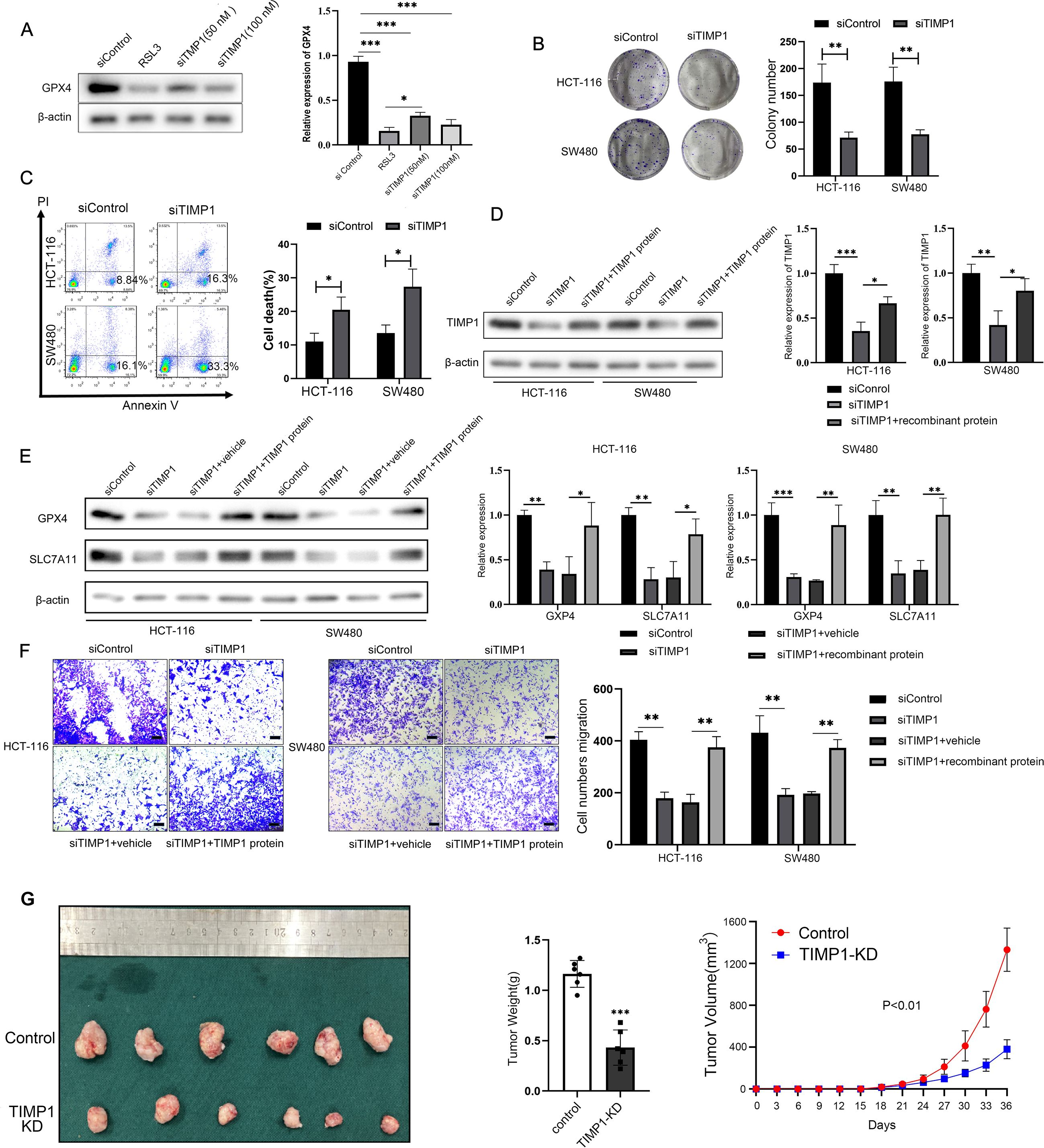 The image contains several panels depicting experimental data related to TIMP1 in cancer cell studies. Panel A shows Western blot results for GPX4, with bar graphs indicating relative expression levels. Panel B displays colony formation assays for HCT-116 and SW480 cells, with bar graphs showing colony numbers. Panel C illustrates annexin V assays for cell death percentages with bar graphs. Panel D and E present Western blots for TIMP1, GPX4, and SLC7A11 with corresponding expression graphs. Panel F shows cell migration assays with quantification. Panel G features tumor weight and volume measurements, including a graph demonstrating tumor growth over time.