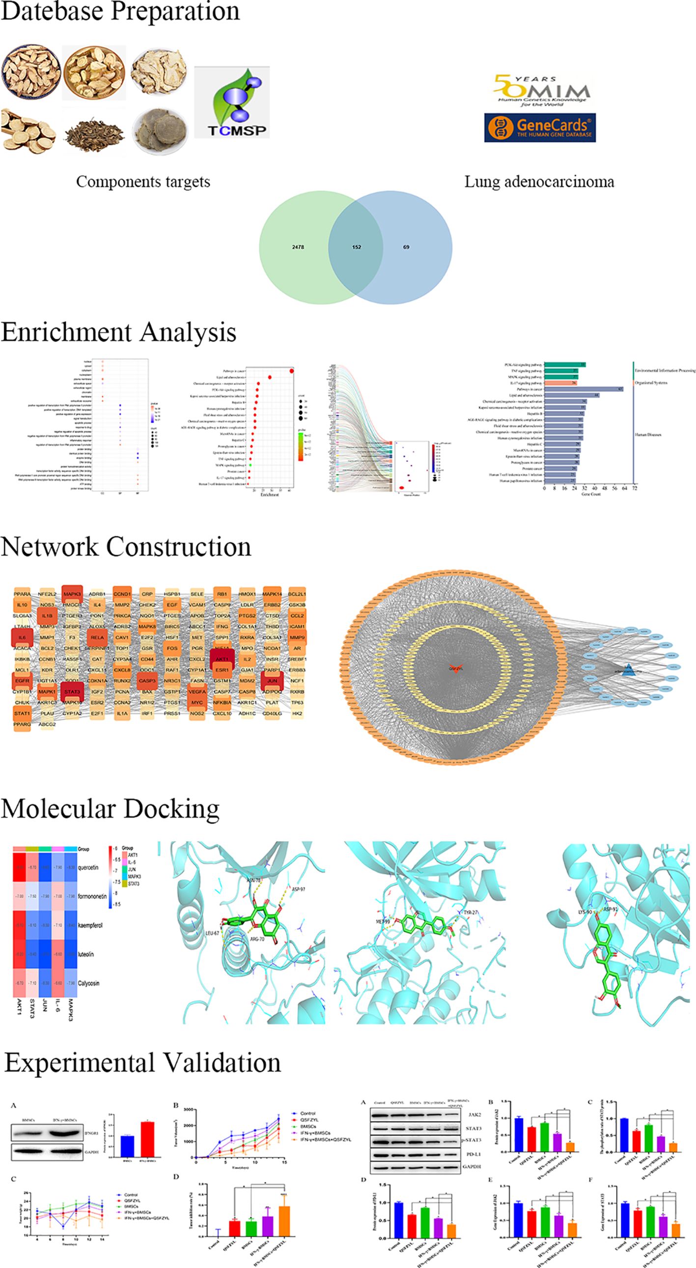 Diagram outlining a research process for lung adenocarcinoma treatment including database preparation, enrichment analysis, network construction, molecular docking, and experimental validation. Visuals include herbal components, Venn diagram, bar charts, network models, molecular structures in docking analysis, and experimental graphs.