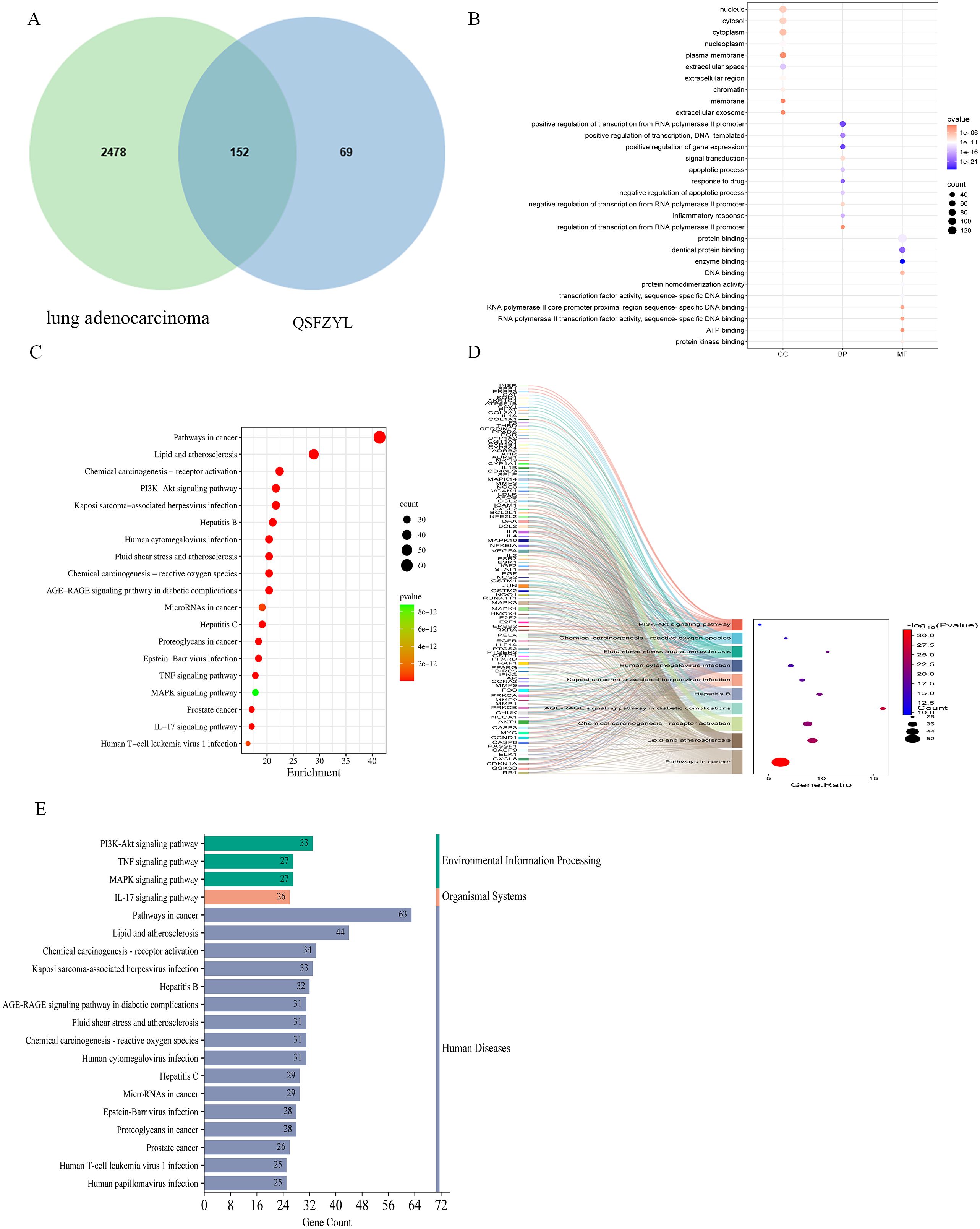 A: Venn diagram showing 2,478 elements in “lung adenocarcinoma,” 69 in “QSFZYL,” and 152 overlapping. B: Dot plot displaying gene ontology categories with dot size indicating count and color representing p-value. C: Dot plot of pathways with enrichment scores; color scale represents p-values. D: Sankey diagram depicting pathway relationships with a focus on gene ratio and p-values. E: Bar chart categorizing gene counts into “Environmental Information Processing,” “Organismal Systems,” and “Human Diseases.