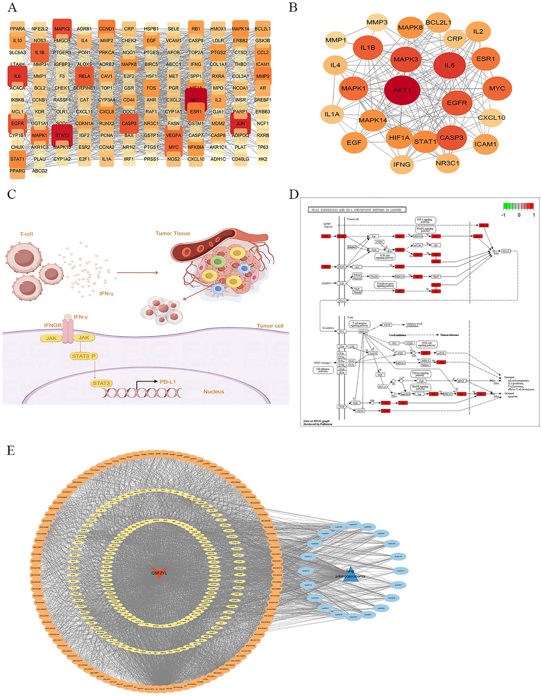 A: Heatmap displaying gene interactions, with key genes highlighted in red and orange. B: Network diagram showing connections between central genes like AKT1 and IL6. C: Illustration depicting T-cell interaction with tumor cells via IFNγ signaling. D: Pathway diagram illustrating gene expression changes in cancer. E: Circular network graph with OSMR at the center, showing various interacting nodes.