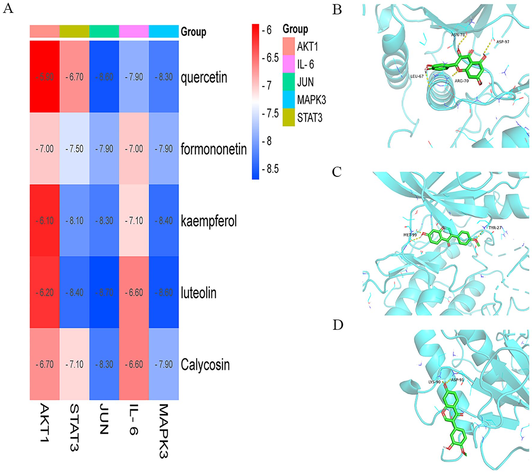 Panel A displays a heatmap showing docking scores of various compounds (quercetin, formononetin, kaempferol, luteolin, and calycosin) against target proteins (AKT1, STAT3, JUN, IL-6, MAPK3). Colors range from red to blue, indicating scores from -6 to -8.5. Panels B, C, and D illustrate 3D docking interactions of quercetin, kaempferol, and another compound with protein targets, highlighting binding sites and interactions.