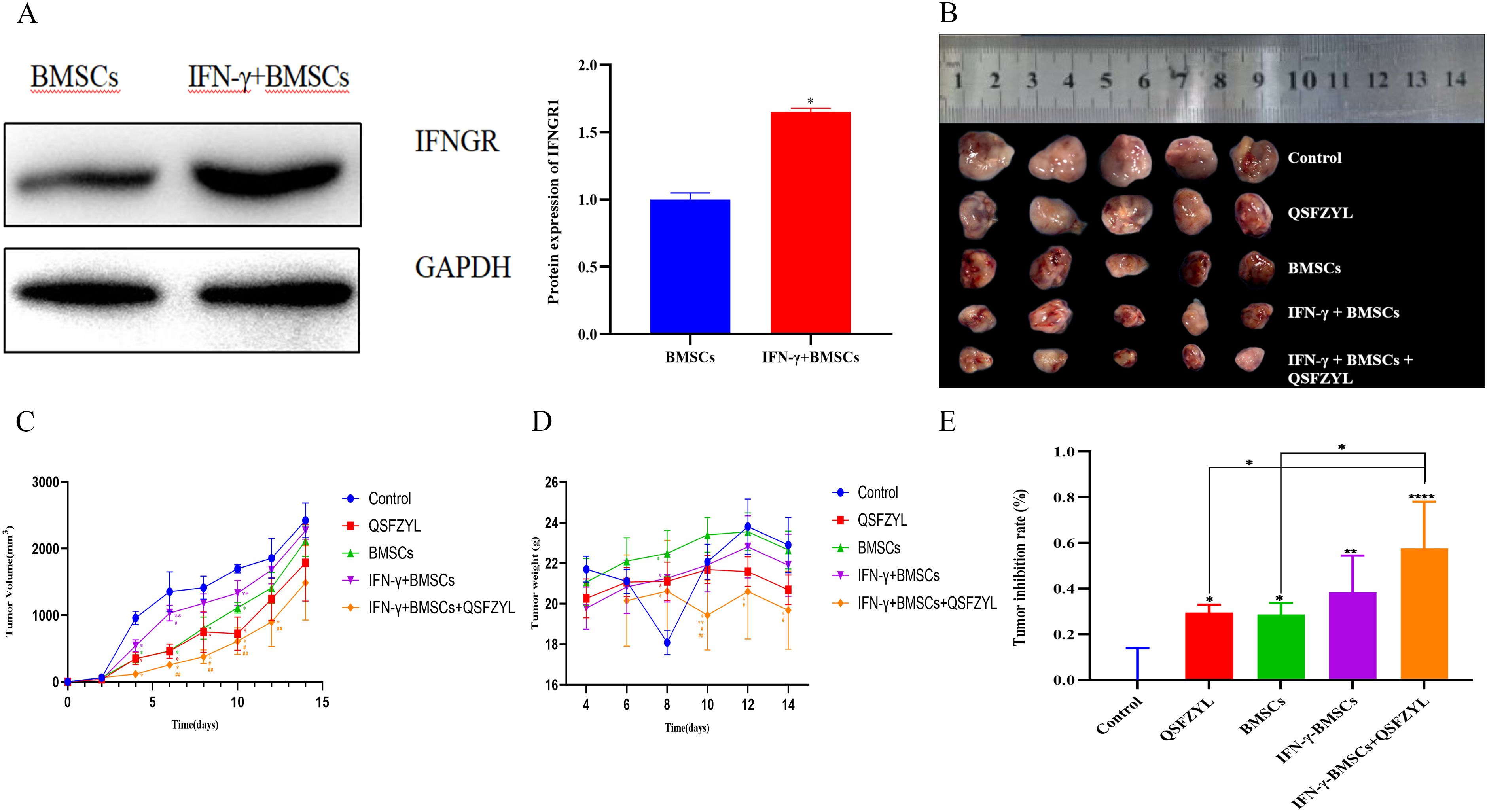 A composite image illustrating experimental data related to BMSCs. Panel A shows a Western blot and bar chart comparing IFNGR expression in BMSCs and IFN-γ+BMSCs. Panel B displays tumor samples next to a ruler for scale across different treatment groups: Control, QSFZYL, BMSCs, IFN-γ+BMSCs, and IFN-γ+BMSCs+QSFZYL. Panels C and D present line graphs depicting tumor volume and weight over time for the same groups. Panel E features a bar graph illustrating the tumor inhibition rate, highlighting statistical significance with asterisks.