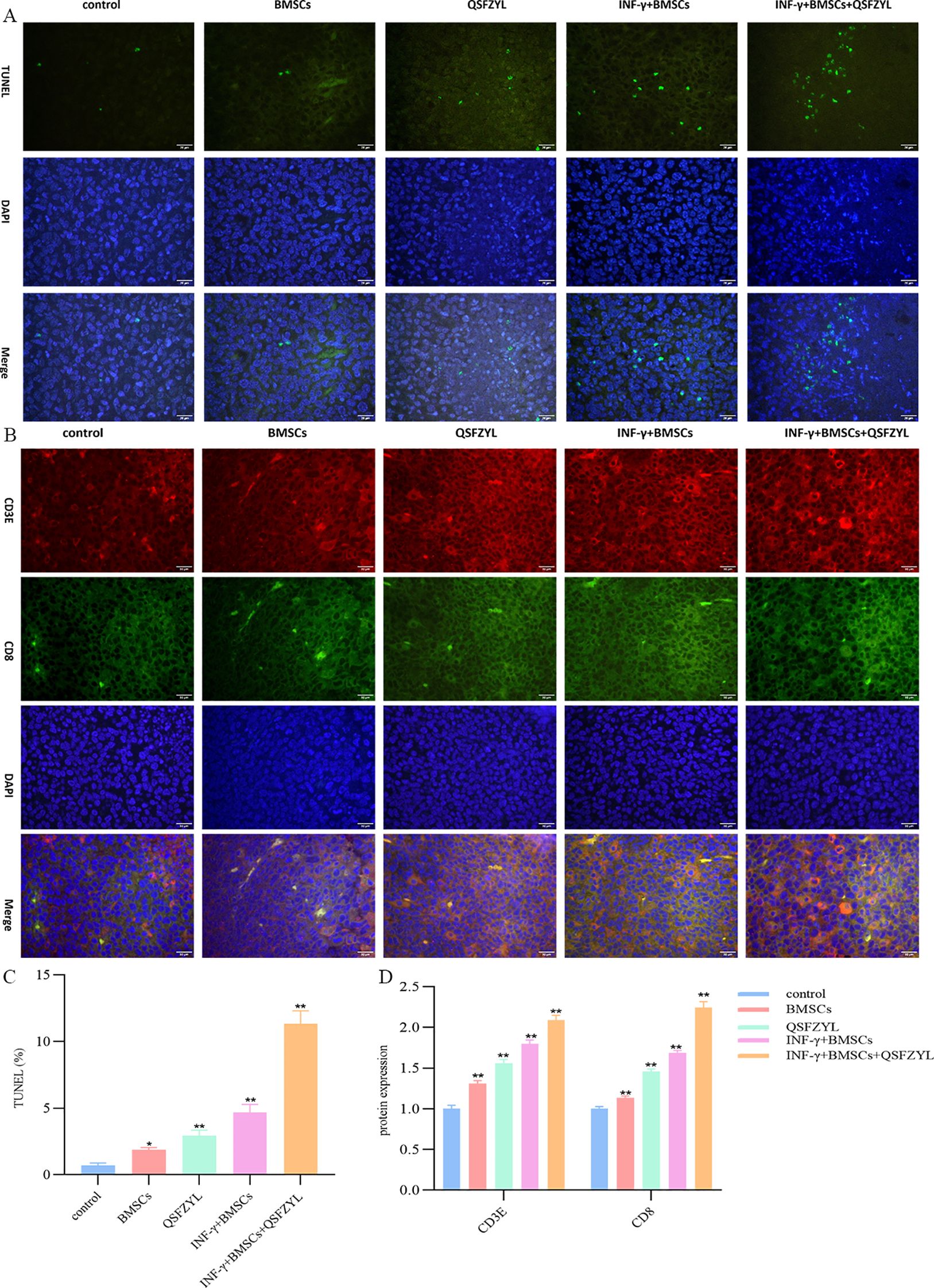 Microscopic images and bar graphs display experimental results. Panel A shows TUNEL staining with green fluorescence and DAPI counterstaining in different sample groups, illustrating apoptotic cells. Panel B displays CD3E and CD8 immunofluorescence in red and green, respectively. Panels C and D present bar graphs: Panel C shows TUNEL percentage, and Panel D shows CD3E and CD8 protein expression across groups. Significant differences are indicated with asterisks.
