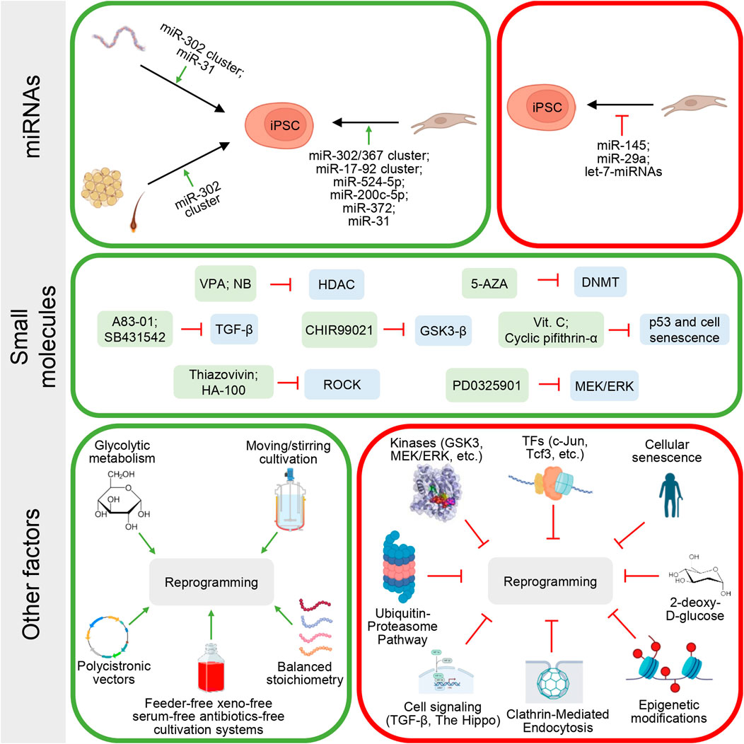 Frontiers | A comprehensive analysis of induced pluripotent