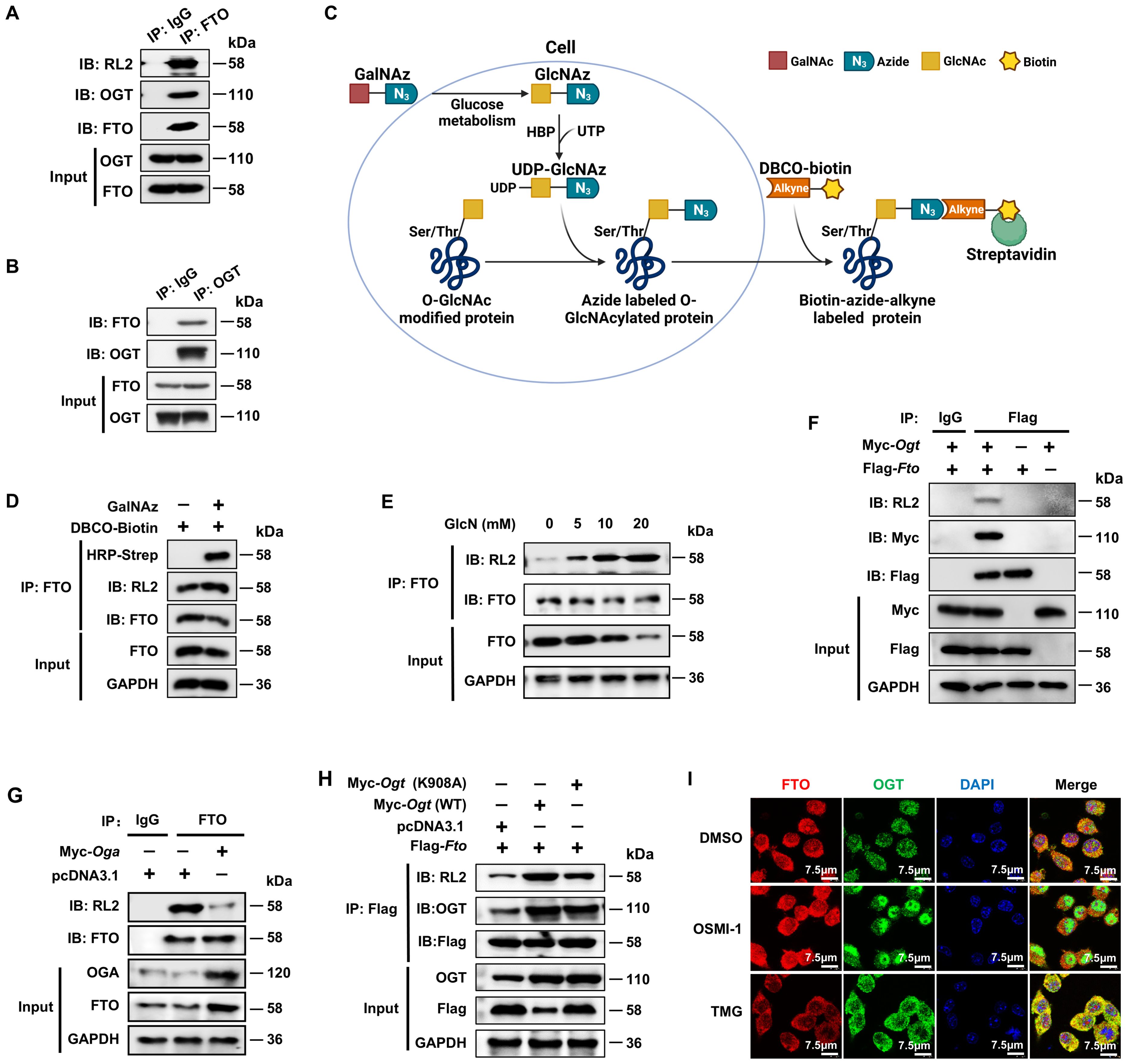 Panels A to I display various experimental results in a scientific study involving protein interactions and modifications. Panel A and B show immunoprecipitation (IP) assays for FTO, RL2, and OGT proteins, with size markers in kDa. Panel C illustrates a biochemical pathway involving GlcNAz and biotin labeling in cells. Panel D presents results of an experiment with GalNAz and DBCO-biotin, highlighting protein bands. Panel E shows the effect of different GlcN concentrations on protein expression. Panel F displays the interaction of Myc-Ogt and Flag-Fto in an IP assay. Panel G illustrates interactions between Myc-Oga and FTO. Panel H compares mutant and wild-type Ogt interactions with Fto. Panel I shows immunofluorescence images of FTO, OGT, and DAPI staining with labeled scales.