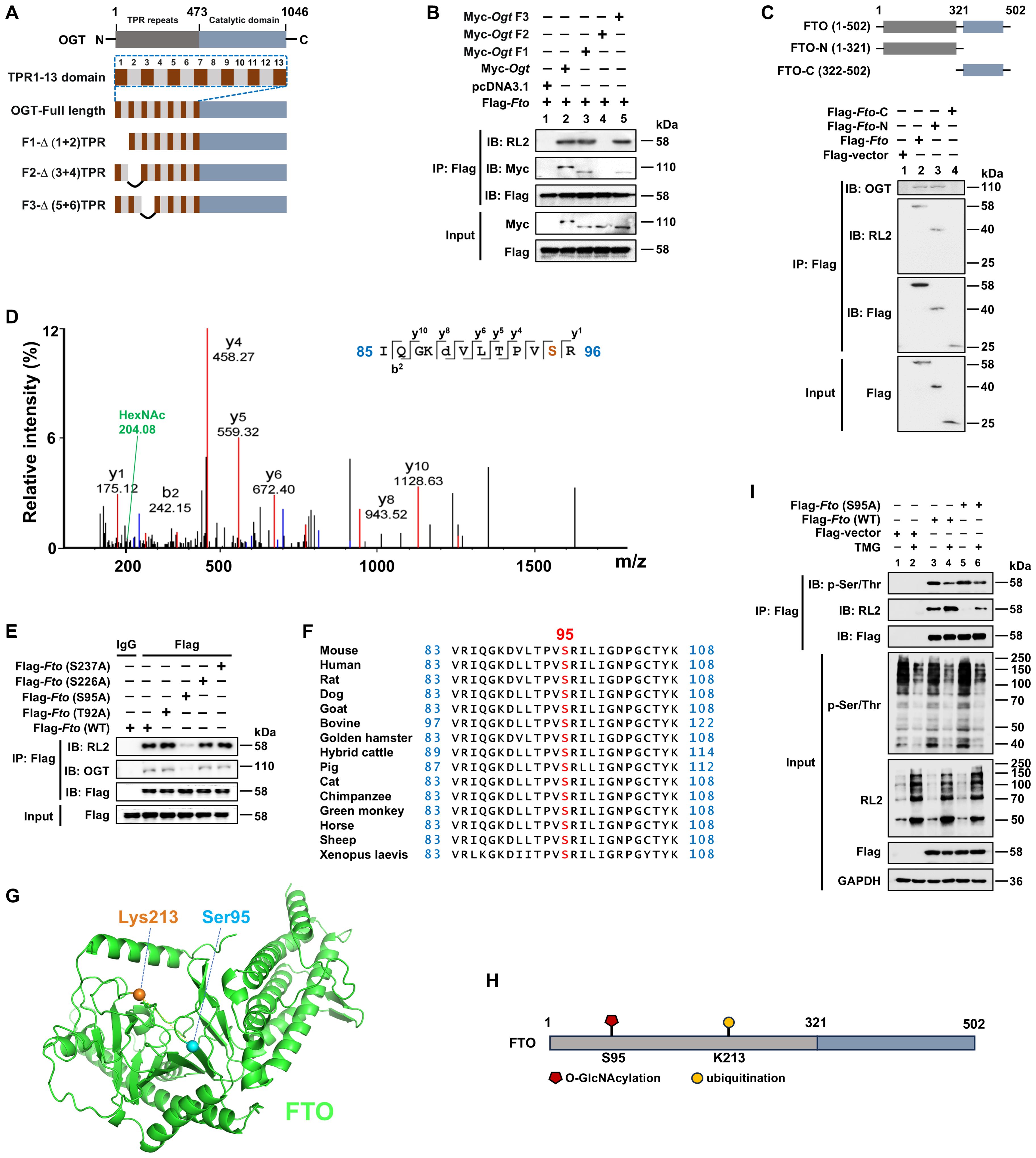 A multi-panel scientific figure depicting experiments related to protein interactions and modifications. Panels A and C illustrate domain structures of proteins OGT and FTO, including TPR repeats and catalytic domains. Panel B shows immunoblots of protein interactions, with specific bands highlighted. Panel D displays a mass spectrometry graph depicting relative intensity against m/z ratio, identifying peptide fragments. Panel E offers immunoblot results for protein modification mutants. Panel F presents a sequence alignment of the protein segment across various species. Panel G shows a structural model of FTO, highlighting specific lysine and serine residues. Panel H depicts a schematic of FTO with post-translational modifications. Panel I contains immunoblots analyzing phosphorylation of mutant and wild-type FTO.
