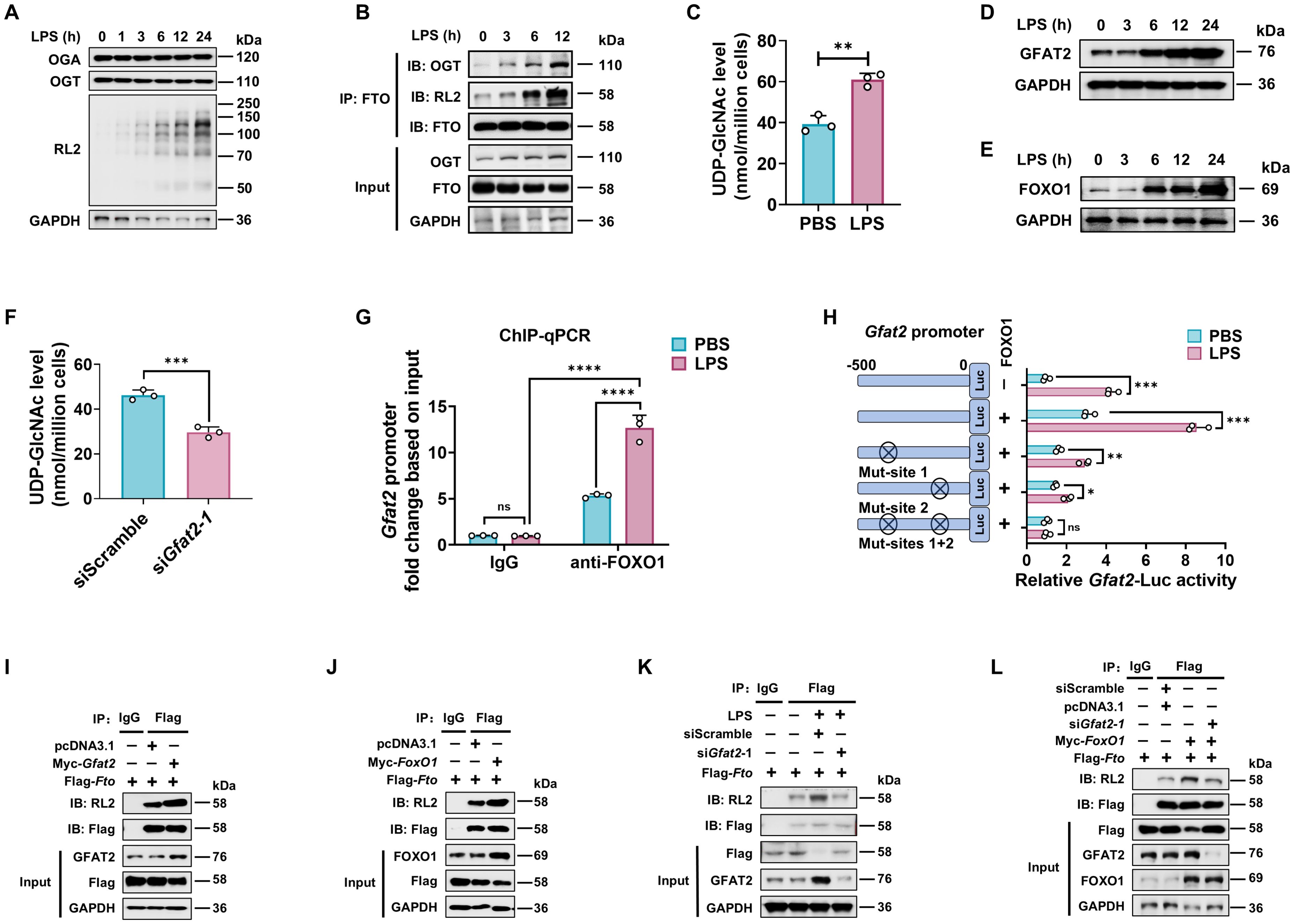 A multi-panel scientific figure includes various charts and blot analyses. Panel A shows protein blotting over time for OGA, OGT, and other proteins. Panel B presents immunoprecipitation results indicating interactions between proteins, with FTO as a focus. Panel C is a bar graph depicting UDP-GlcNAc levels under PBS and LPS conditions. Panels D and E show protein expression over time with GFAT2 and FOXO1. Panel F illustrates changes in UDP-GlcNAc levels with siRNA treatments. Panel G features a ChIP-qPCR graph indicating Gfat2 promoter changes. Panel H assesses the effect of mutations on promoter activity. Panels I to L display immunoprecipitation experiments with various protein interactions. Statistical significance is denoted by asterisks.