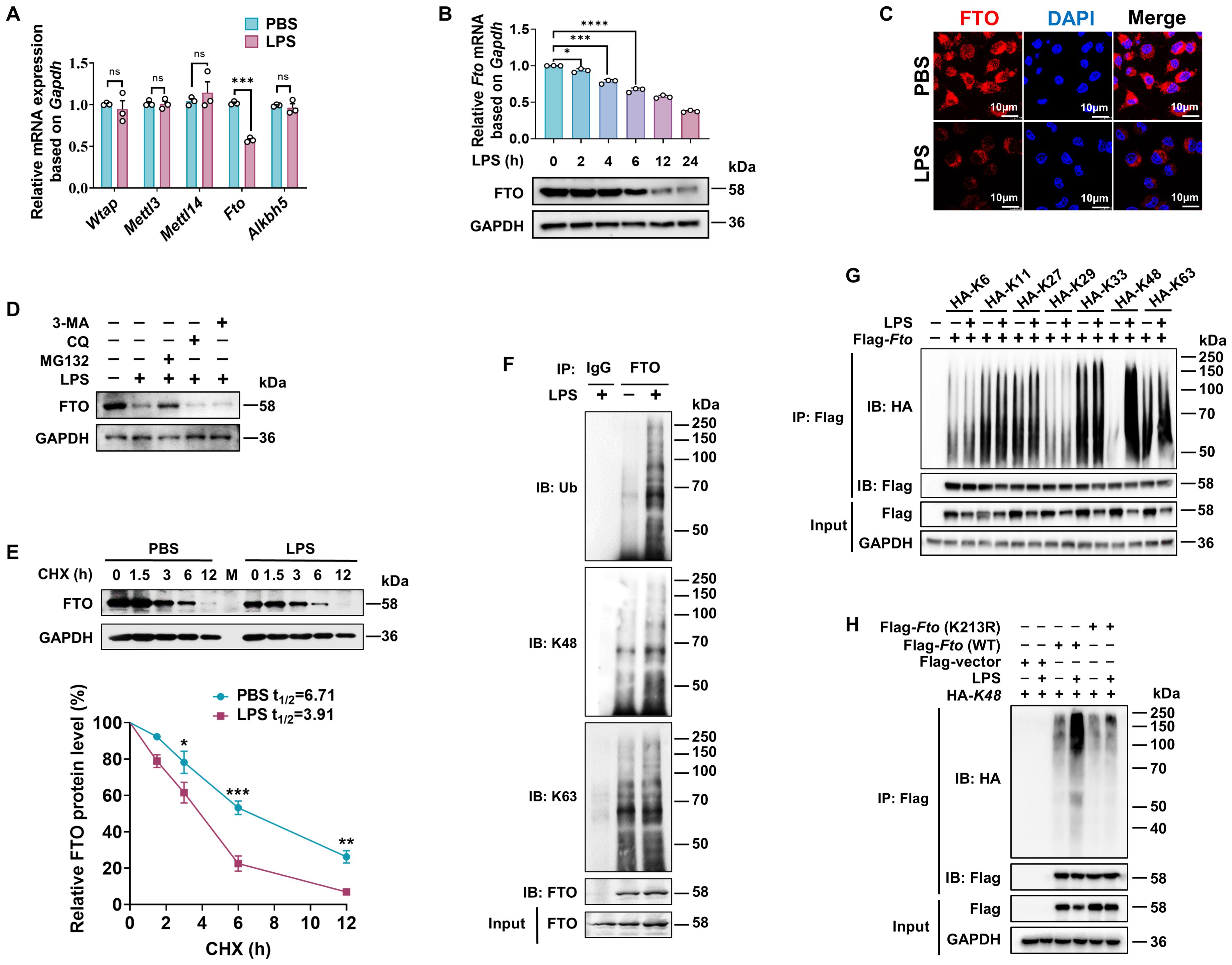 A series of scientific panels display various experimental results related to FTO protein expression and stability: A. Bar graph showing relative mRNA expression of different genes (Wtap, Mettl3, Mettl14, Fto, and Alkbh5) in PBS and LPS conditions, with some significant differences marked. B. Line and bar graph illustrating Fto mRNA levels over time after LPS treatment, supported by an immunoblot showing protein levels with GAPDH as a control. C. Immunofluorescence images depicting FTO and DAPI staining in PBS and LPS conditions, highlighting subcellular localization. D. Immunoblot showing the effects of inhibitors (3-MA, CQ, MG132) on FTO protein levels with LPS treatment. E. Immunoblot and graph displaying FTO protein stability under cycloheximide (CHX) treatment in PBS and LPS conditions, with significant differences in protein degradation rates. F. Immunoprecipitation blot illustrating ubiquitination of FTO under LPS treatment. G. Immunoblot displaying the ubiquitination status of Flag-tagged FTO with various HA-tagged ubiquitin mutants, under LPS treatment. H. Immunoblot showing differences in ubiquitination between wild-type and K213R mutant Flag-Fto under LPS treatment. Scale bars and molecular weight markers are included where applicable.