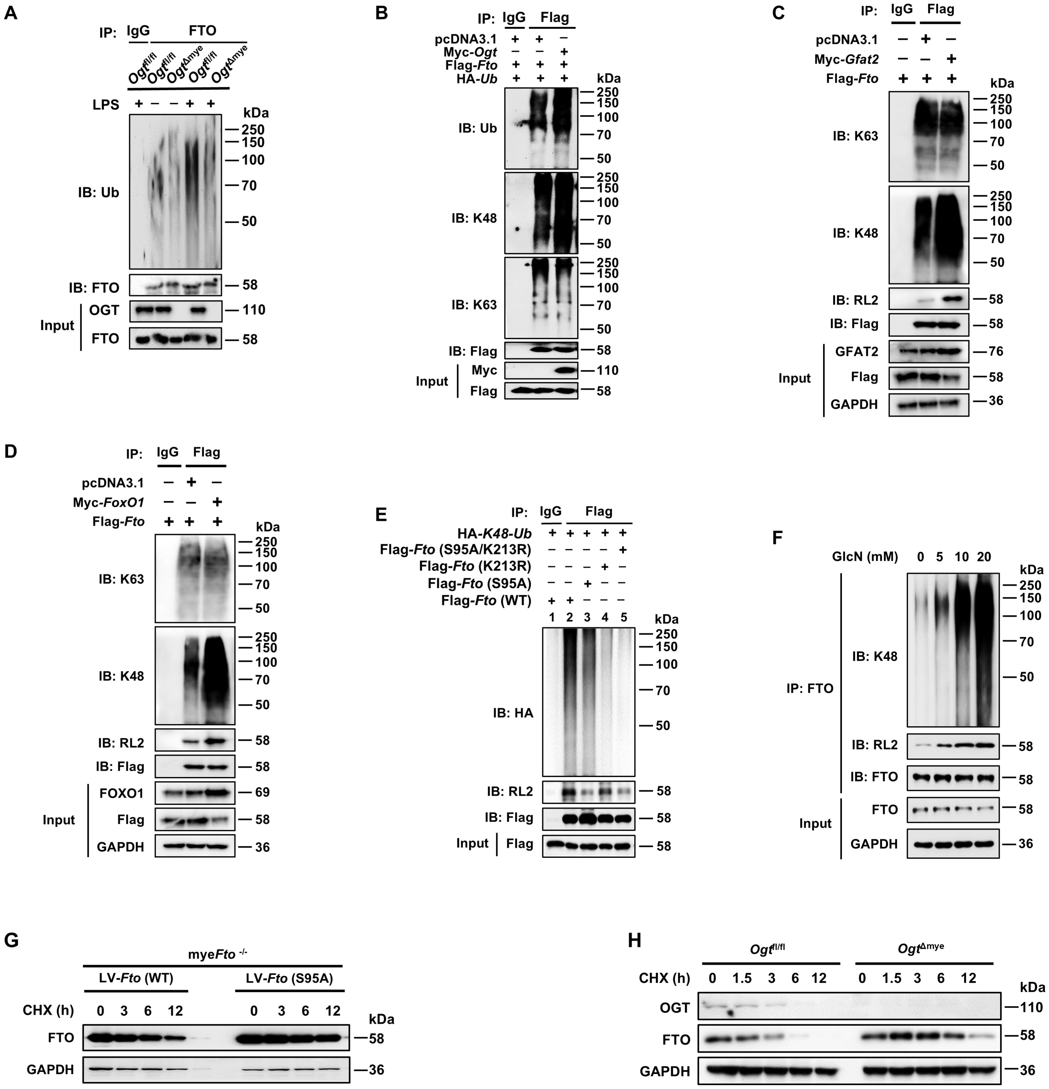Scientific image depicting a series of Western blots across panels A to H, showing protein interactions and modifications involving FTO, OGT, ubiquitin, and others. Each panel contains different experimental conditions and protein markers, indicated by bands with corresponding molecular weight markers in kDa on the right. Different antibodies such as IgG and Flag are used for immunoprecipitation (IP) and immunoblotting (IB). Panels display variations like GlcN treatment, mutations, and controls, illustrating protein levels, modifications, and interactions. The image includes negative controls and comparative analyses under different conditions.