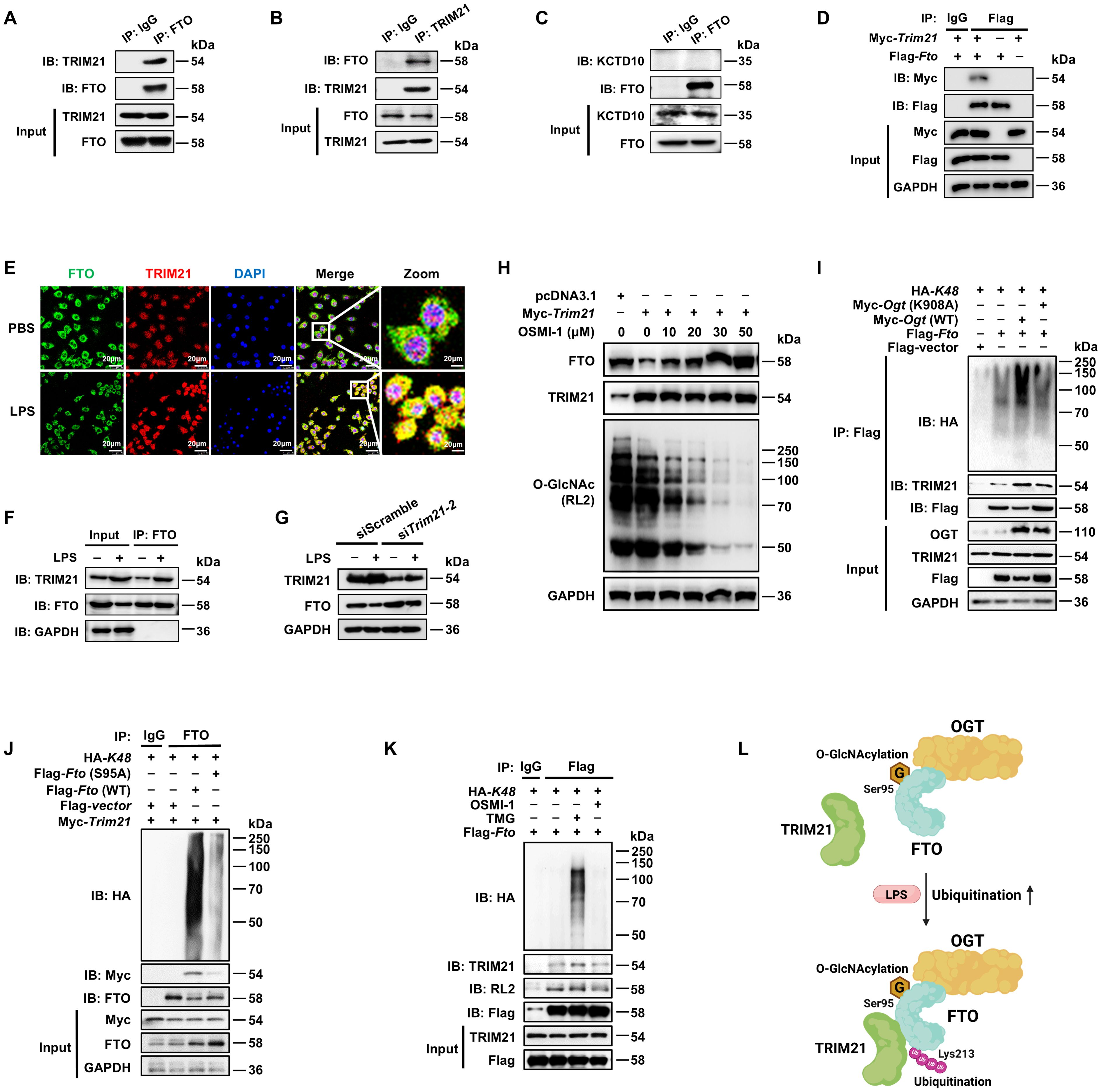 A composite image of multiple panels showing various molecular biology experiments. Panels A to K display Western blot analyses, immunoprecipitations, and immunofluorescence microscopy with protein markers and treatments like LPS and OSMI-1. Proteins analyzed include FTO, TRIM21, KCTD10, OGT, and ubiquitination markers. Panel E shows cell images with PBS and LPS treatments, highlighting protein localization. Panel L presents a schematic diagram of protein interactions involving TRIM21, OGT, FTO, and ubiquitination processes. Each panel provides specific experimental conditions and protein interactions relevant to cellular and molecular pathways.