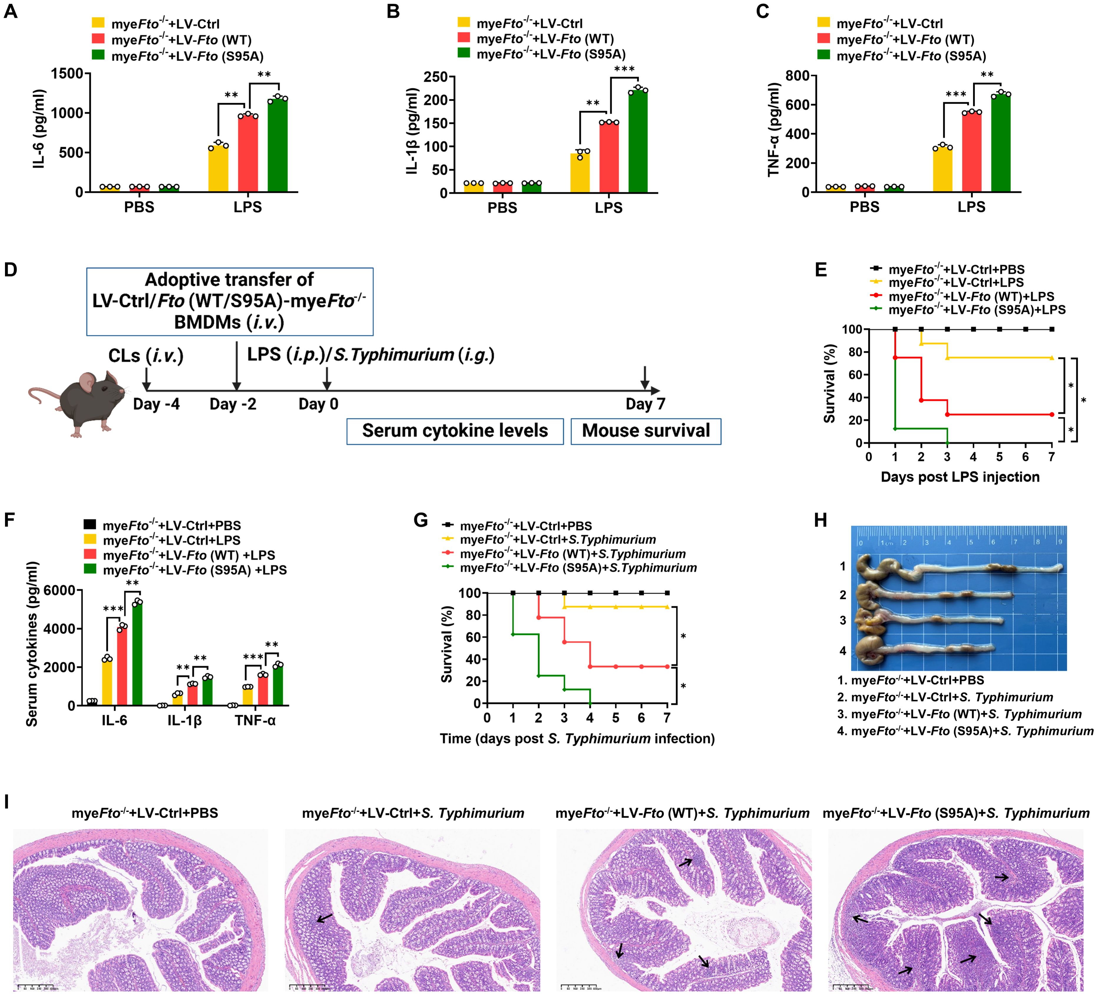 Multiple panels of scientific data images related to immune responses. Panels A, B, and C depict bar graphs showing levels of cytokines IL-6, IL-1β, and TNF-α, respectively, under different conditions such as PBS or LPS treatment. Panel D illustrates an experimental timeline for cytokine level measurement and mouse survival. Panel E shows a survival curve post-LPS injection. Panel F contains bar graphs of serum cytokine levels post-infection. Panel G presents a survival curve post-S. Typhimurium infection. Panel H displays four mouse intestines visually compared. Panel I includes histological images of intestinal tissue under different treatment conditions. Arrows indicate specific features.
