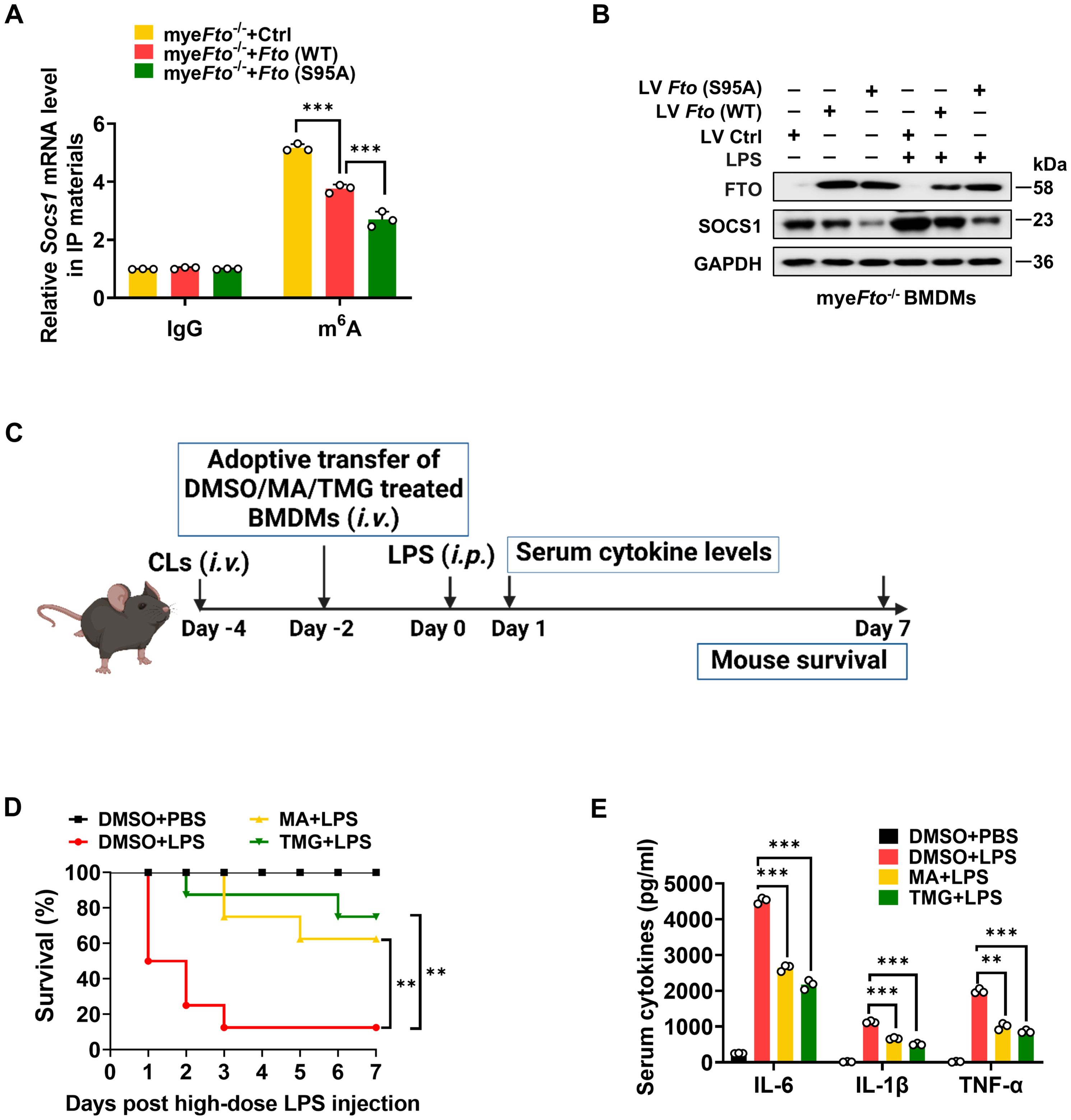 Chart containing five panels. (A) Bar graph illustrating Socs1 mRNA levels with different gene conditions, showing IgG and m6A comparisons. (B) Western blot displaying protein levels of FTO, SOCS1, and GAPDH under various treatments. (C) Timeline diagram for adoptive transfer experiment in mice, detailing the procedure from day -4 to day 7. (D) Survival curve highlighting percentages of survival across different treatment groups over seven days. (E) Bar graph showing serum cytokine levels of IL-6, IL-1β, and TNF-α across distinct treatment groups. Statistical significance is indicated with asterisks.